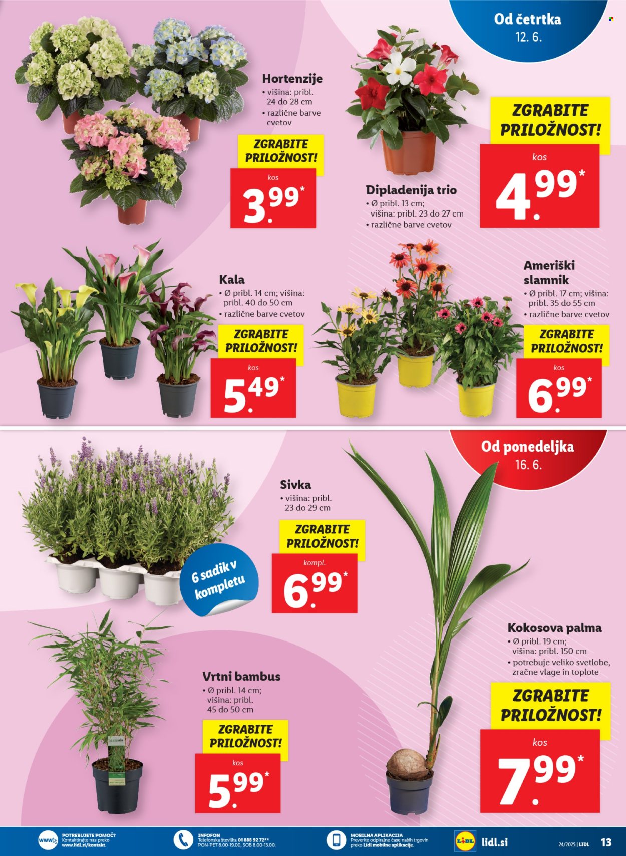 Lidl katalog - 12.6.2025 - 18.6.2025. Stran 37
