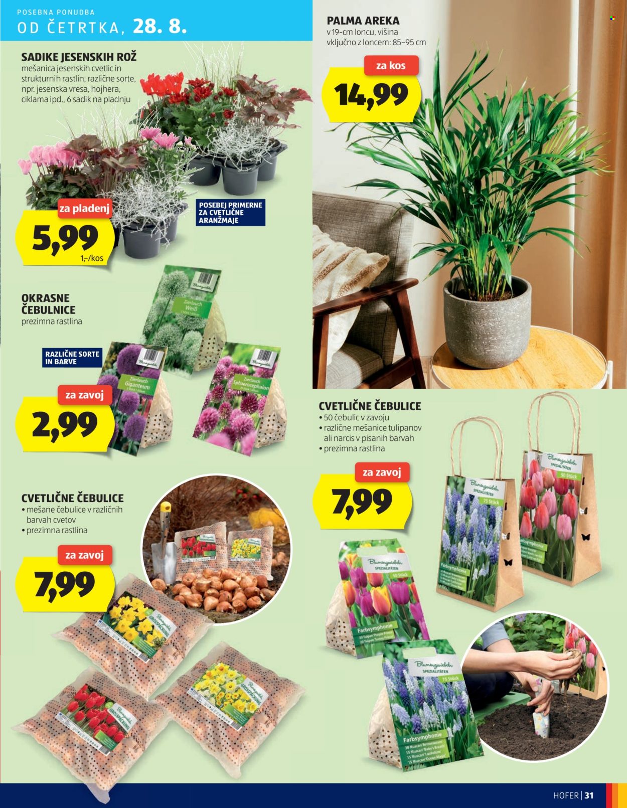 Hofer katalog - 21.8.2025 - 30.8.2025. Stran 31