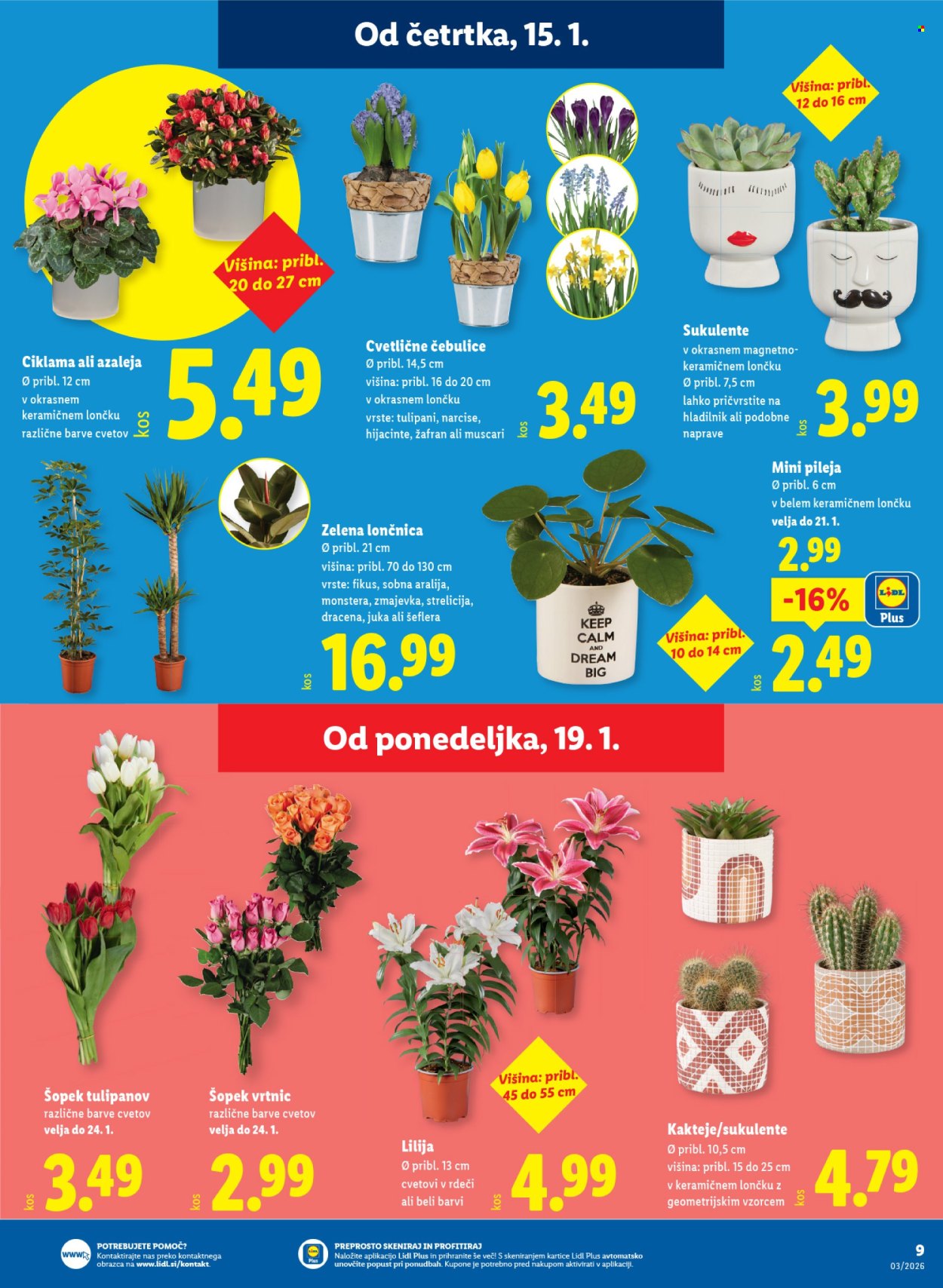 Lidl katalog - 15.1.2026 - 21.1.2026. Stran 13