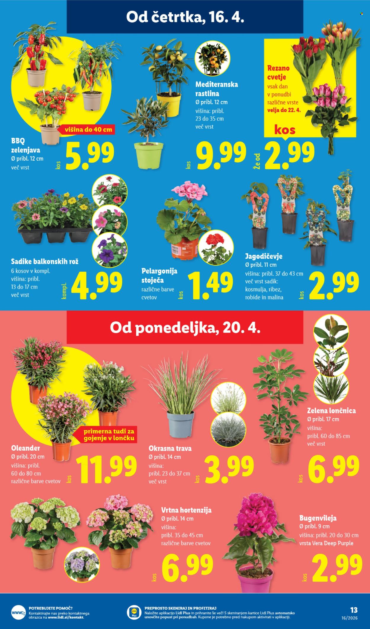 Lidl katalog - 16.4.2026 - 22.4.2026. Stran 31