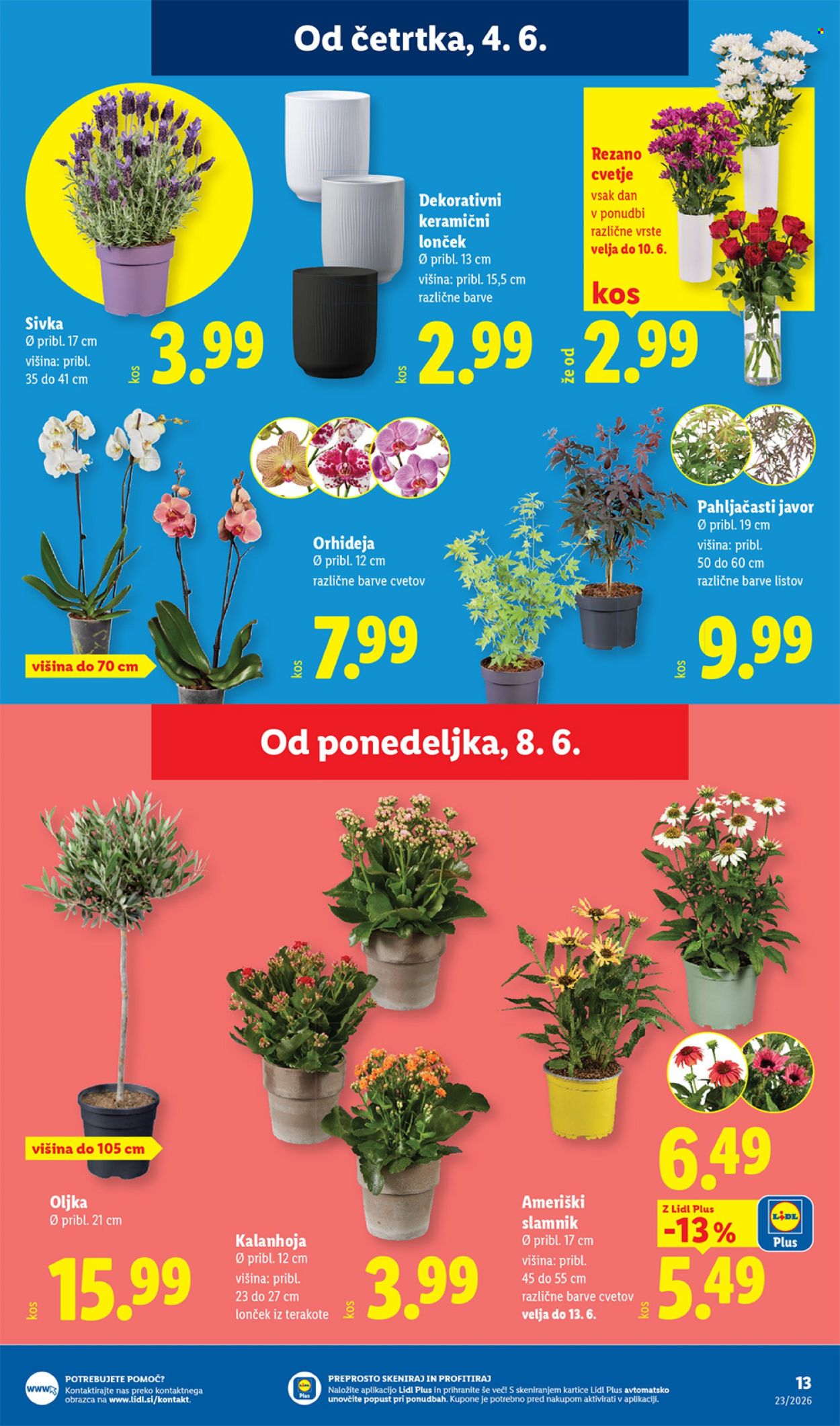 Lidl katalog - 4.6.2026 - 10.6.2026. Stran 31
