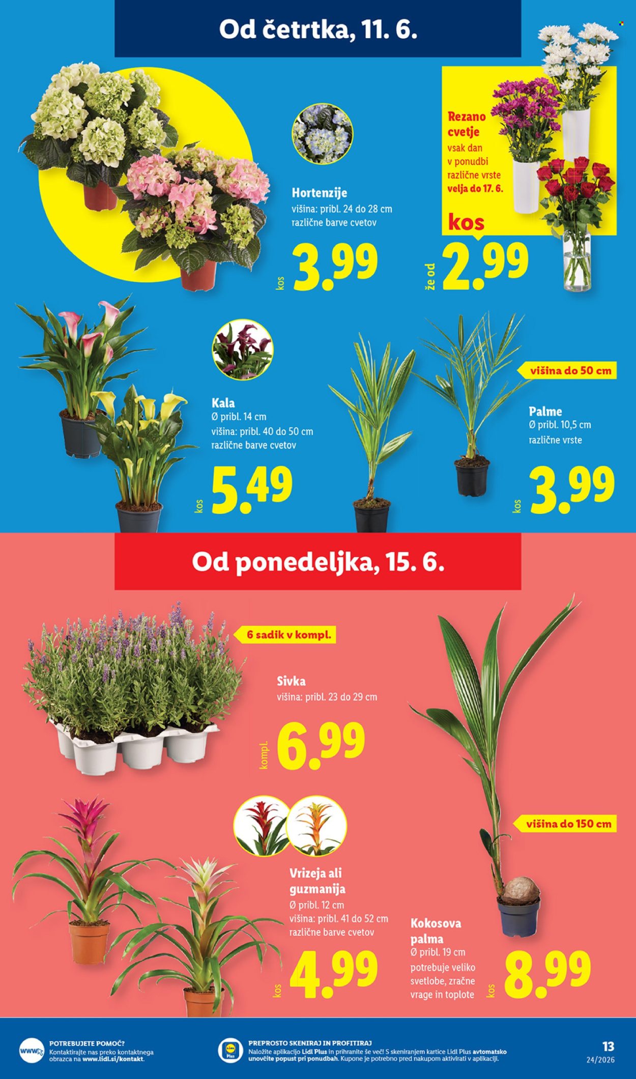 Lidl katalog - 11.6.2026 - 17.6.2026. Stran 31