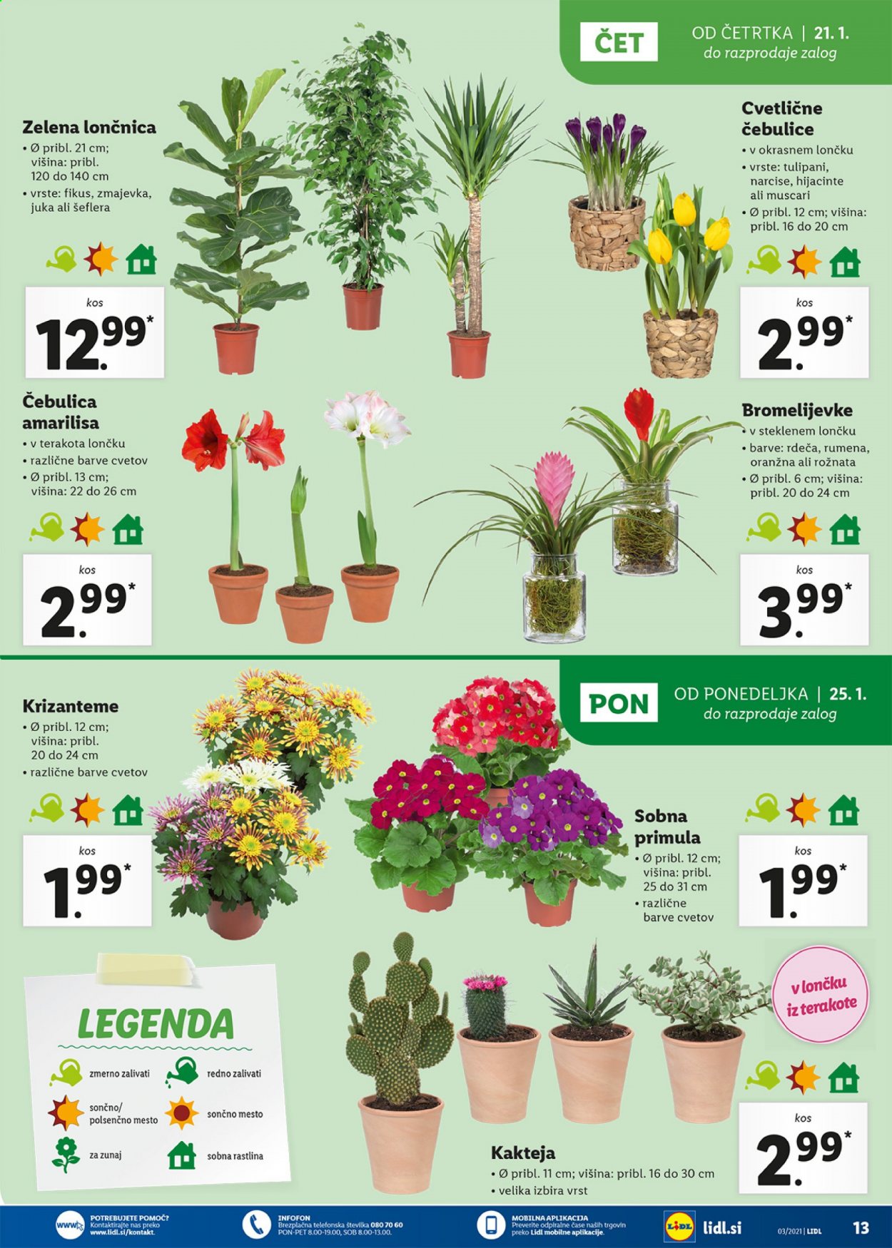Lidl katalog - 21.1.2021 - 31.1.2021. Stran 13