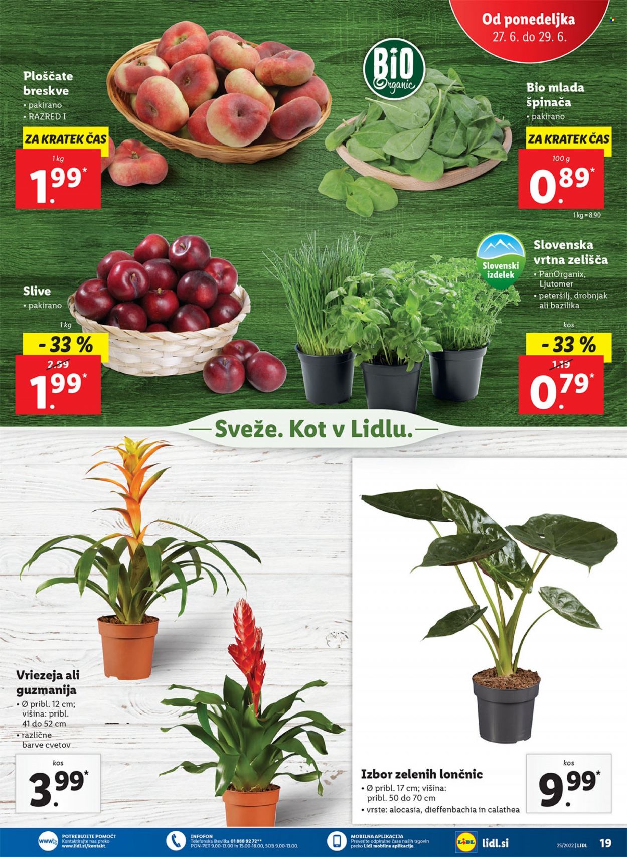 Lidl katalog - 23.6.2022 - 3.7.2022. Stran 23