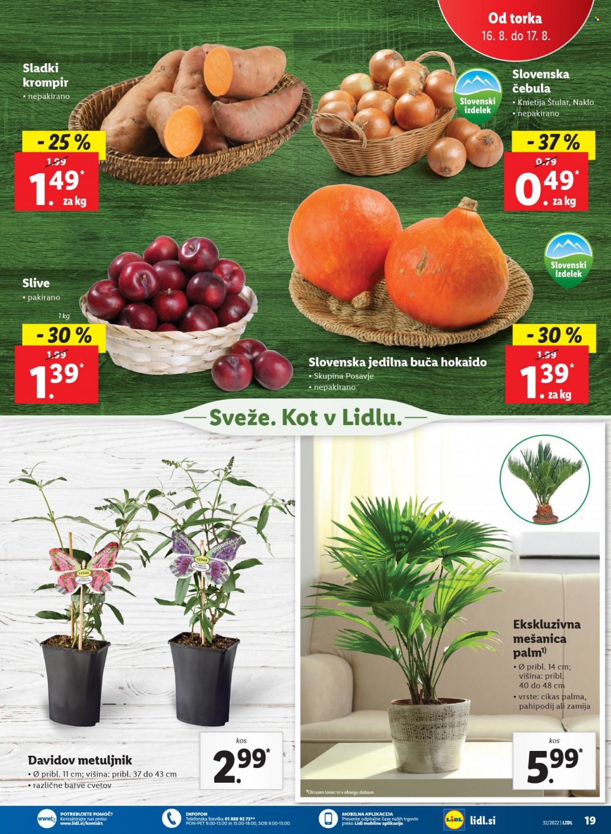Lidl katalog - 11.8.2022 - 21.8.2022. Stran 33