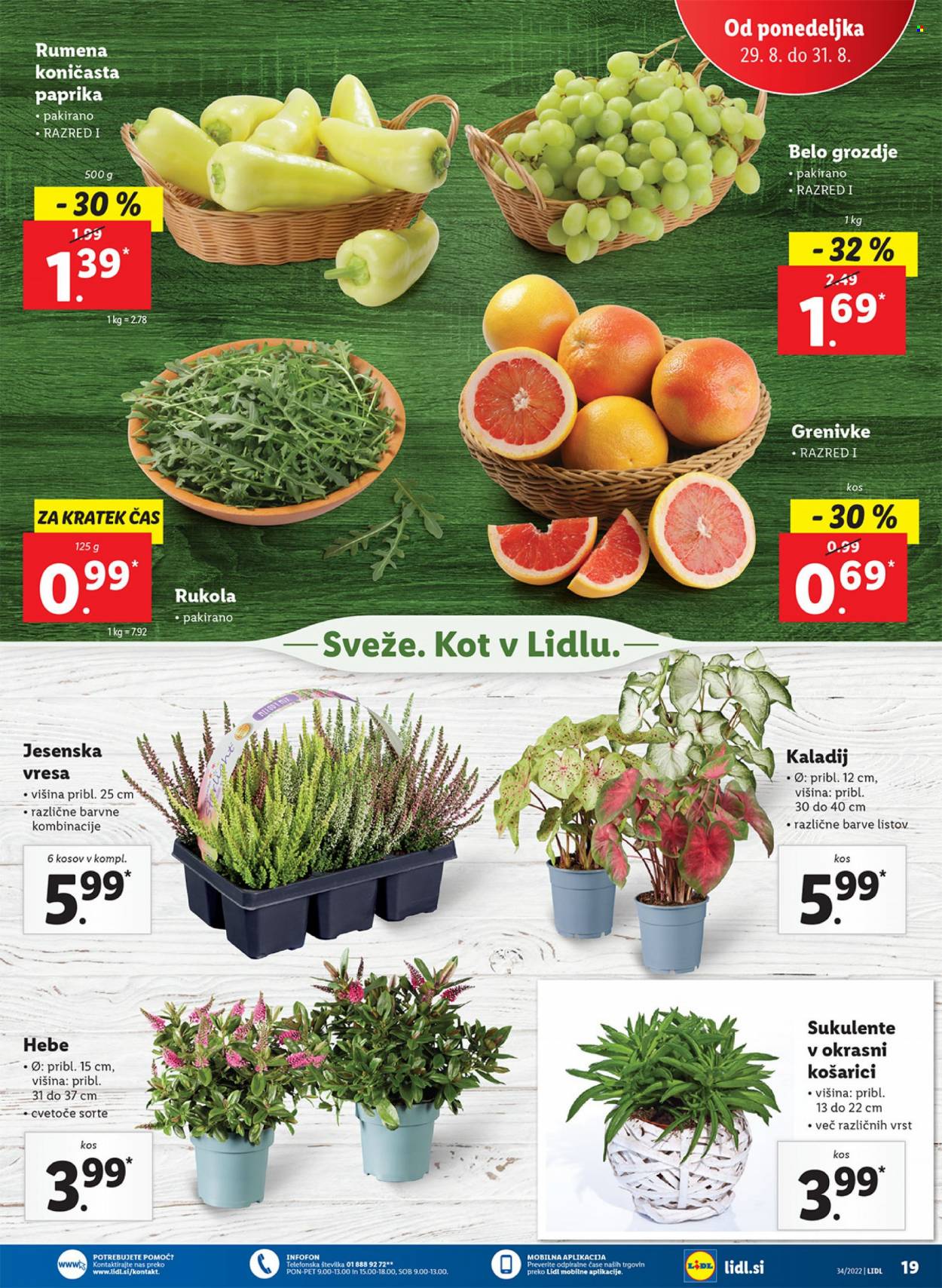 Lidl katalog - 25.8.2022 - 4.9.2022. Stran 31