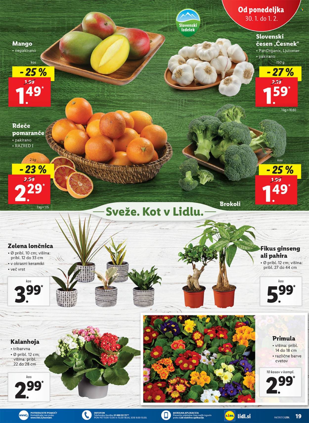 Lidl katalog - 26.1.2023 - 1.2.2023. Stran 31