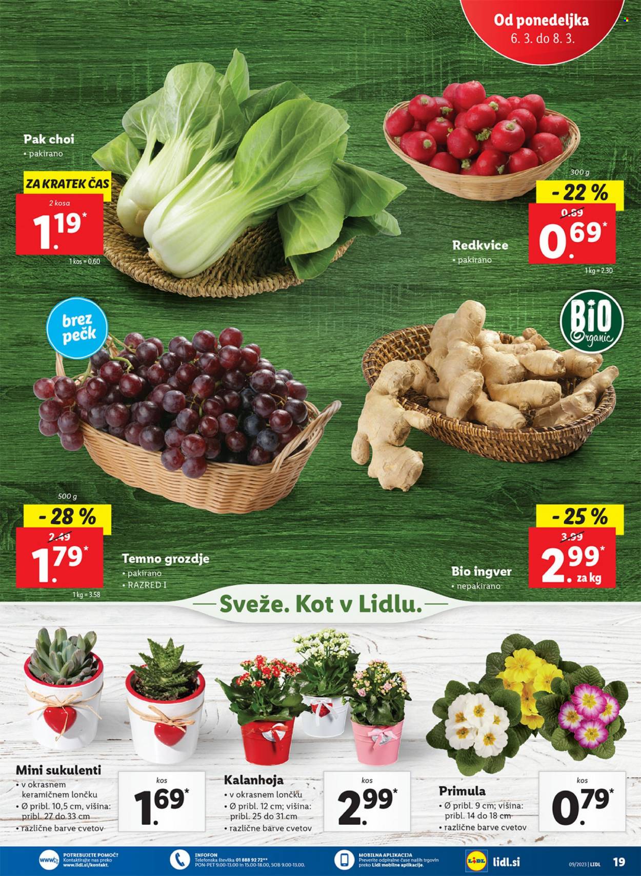 Lidl katalog - 2.3.2023 - 8.3.2023. Stran 31