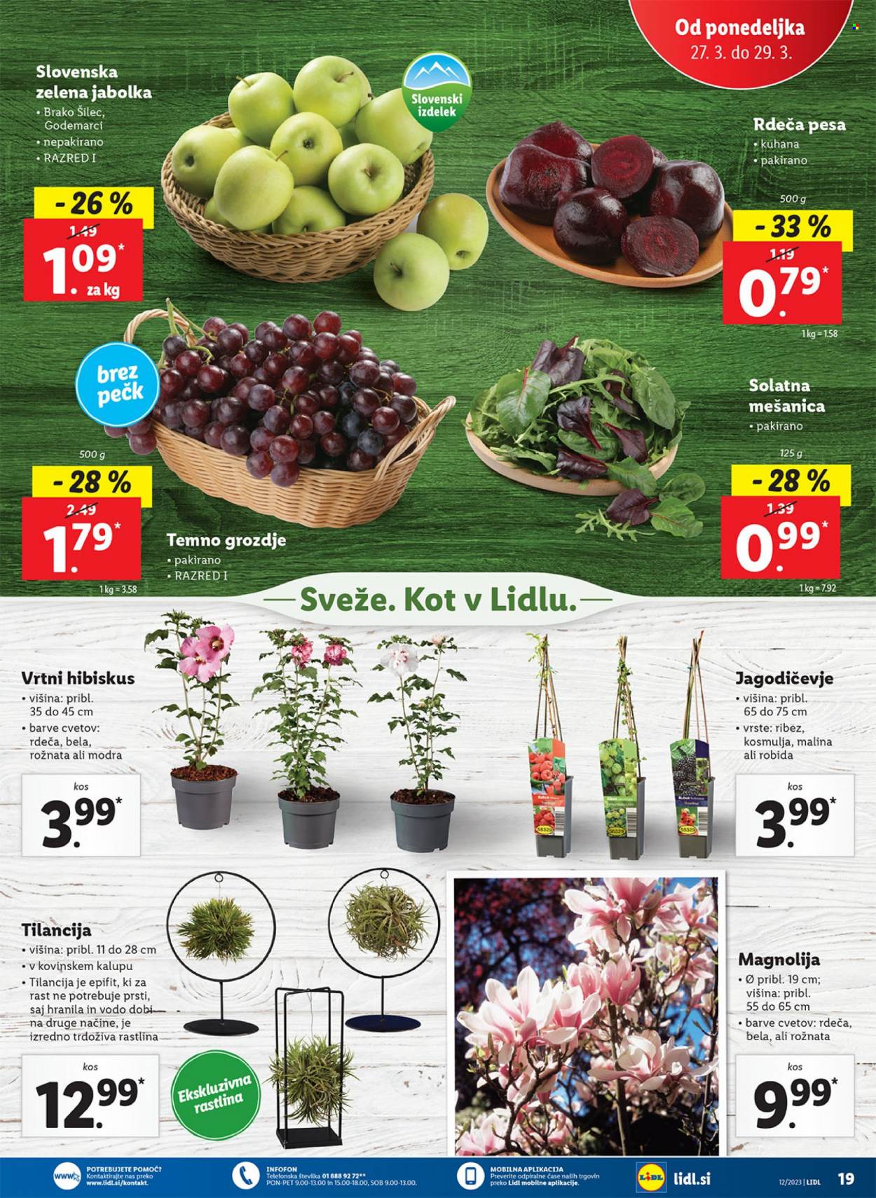 Lidl katalog - 23.3.2023 - 29.3.2023. Stran 41