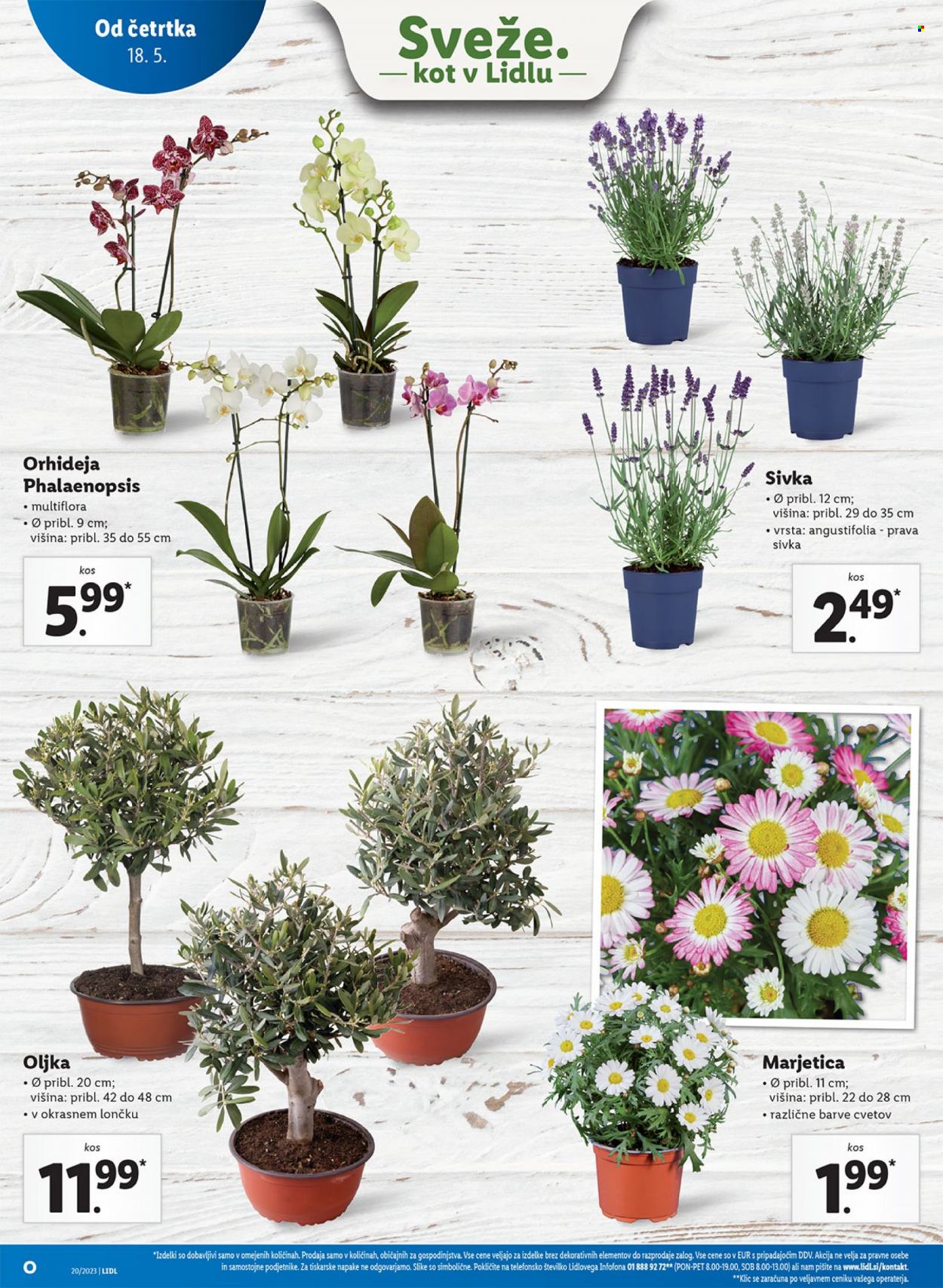 Lidl katalog - 18.5.2023 - 24.5.2023. Stran 32