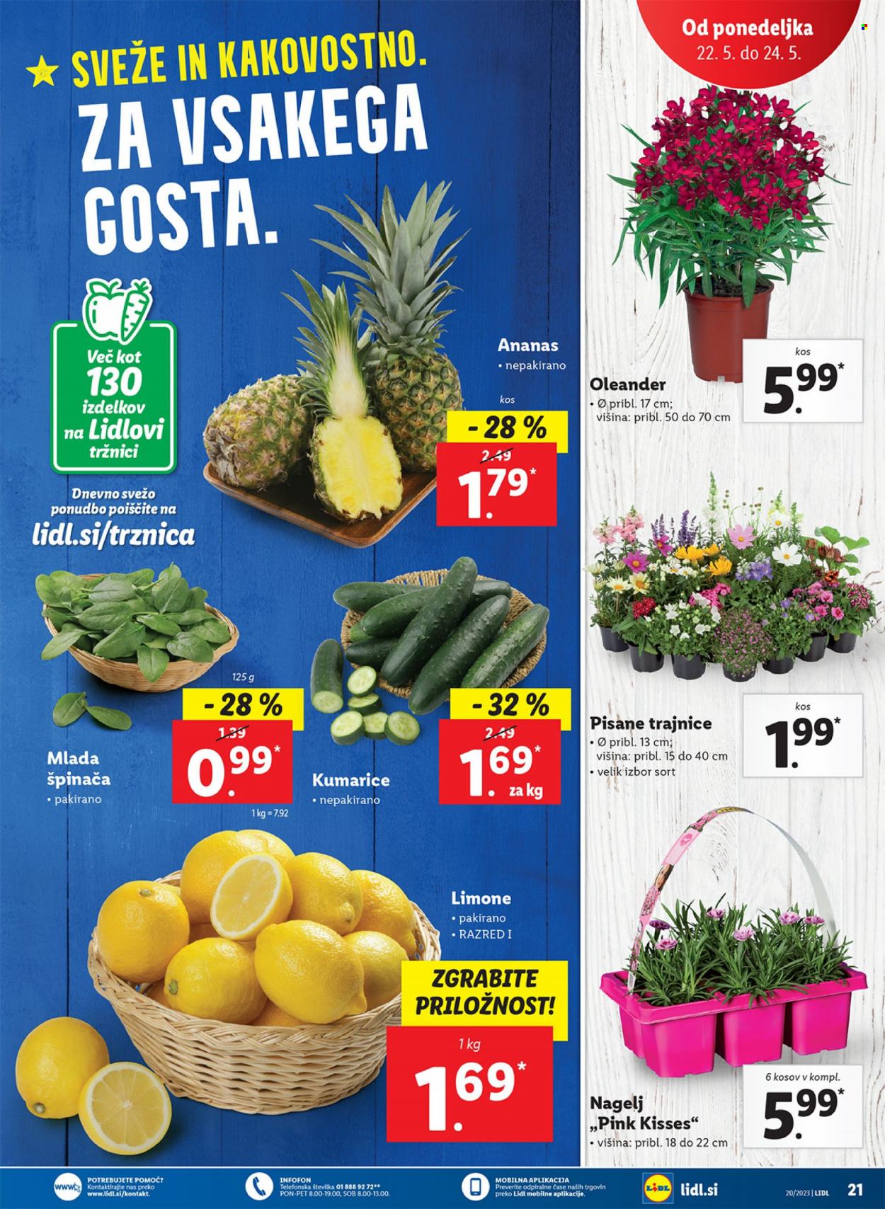 Lidl katalog - 18.5.2023 - 24.5.2023. Stran 37