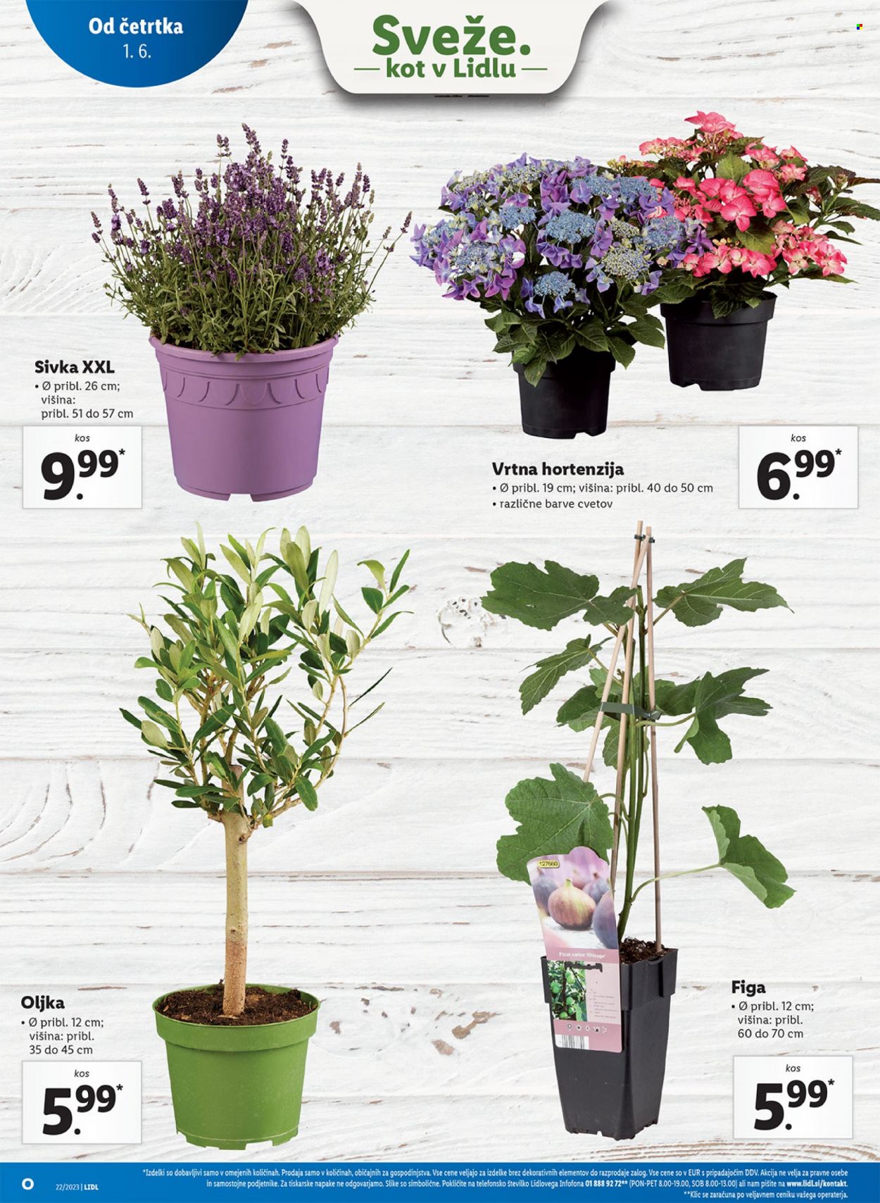 Lidl katalog - 1.6.2023 - 7.6.2023. Stran 20