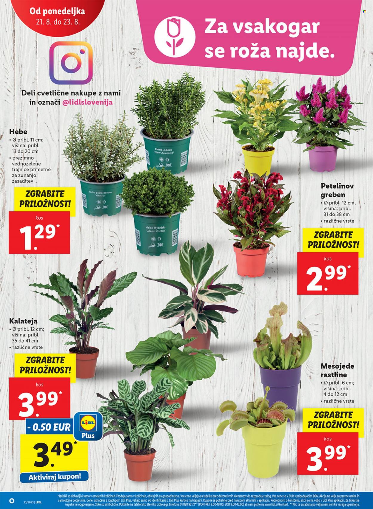Lidl katalog - 17.8.2023 - 23.8.2023. Stran 36