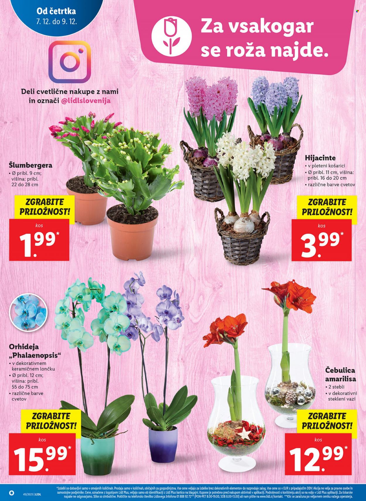Lidl katalog - 7.12.2023 - 13.12.2023. Stran 12