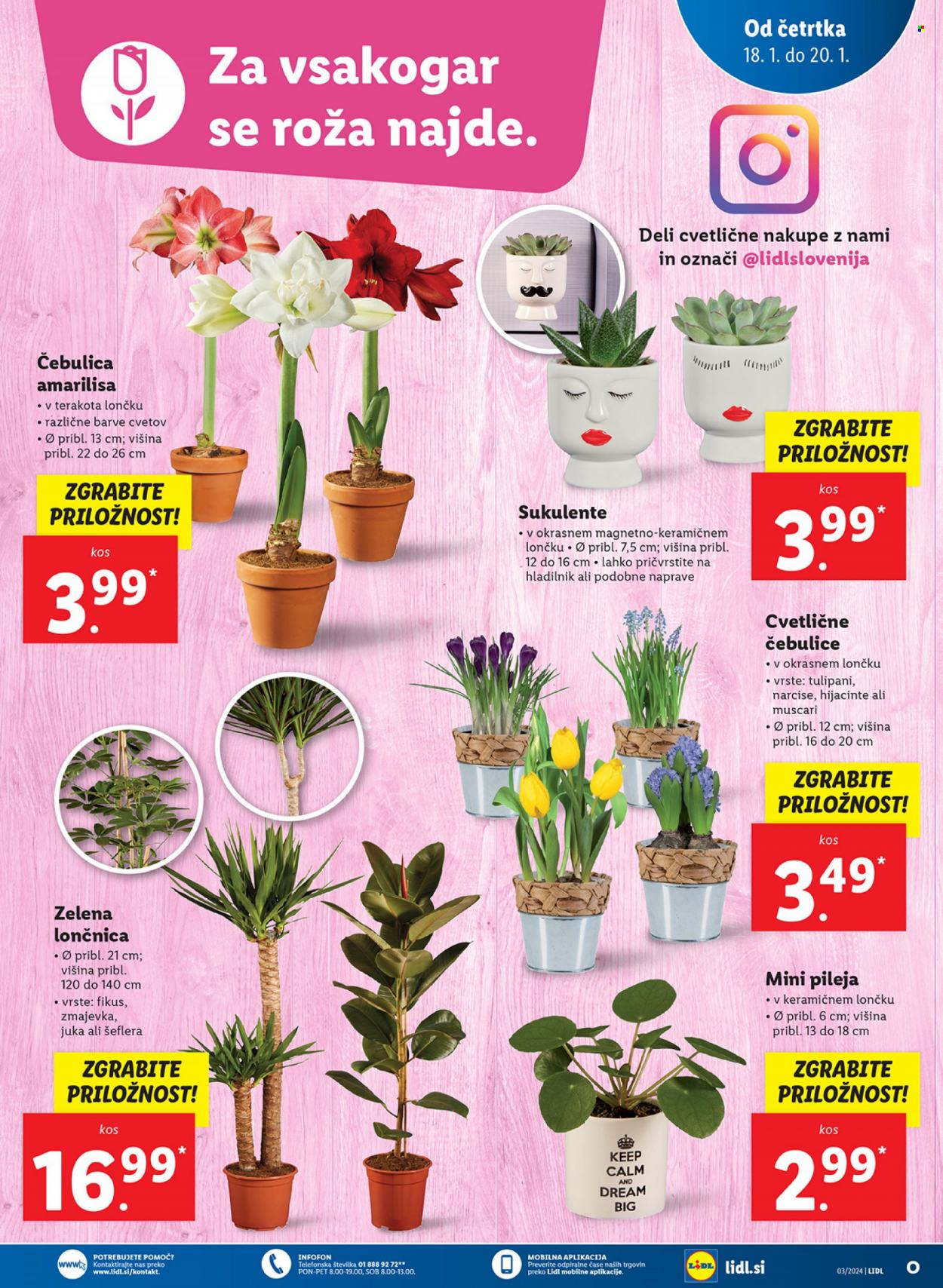 Lidl katalog - 18.1.2024 - 24.1.2024. Stran 5