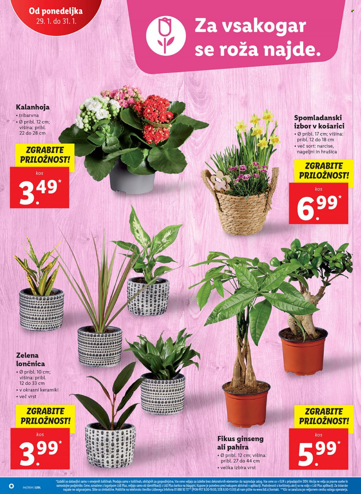 Lidl katalog - 25.1.2024 - 31.1.2024. Stran 36