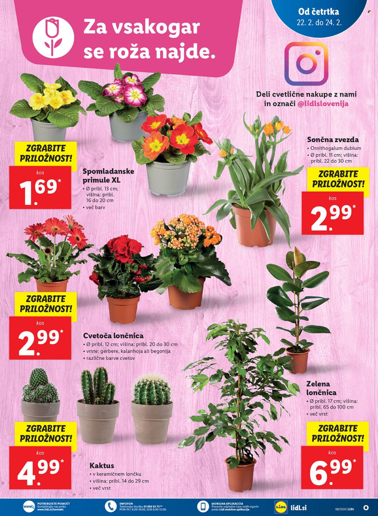 Lidl katalog - 22.2.2024 - 28.2.2024. Stran 11