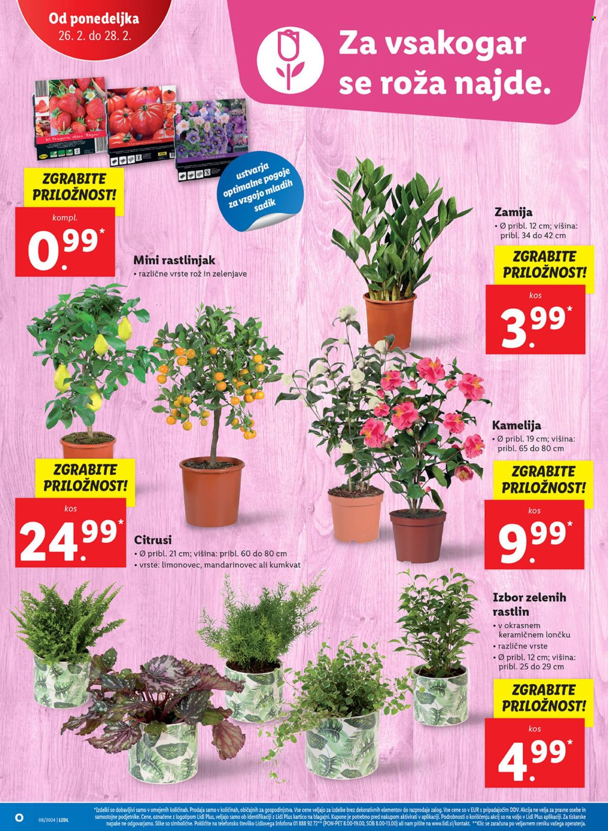 Lidl katalog - 22.2.2024 - 28.2.2024. Stran 32