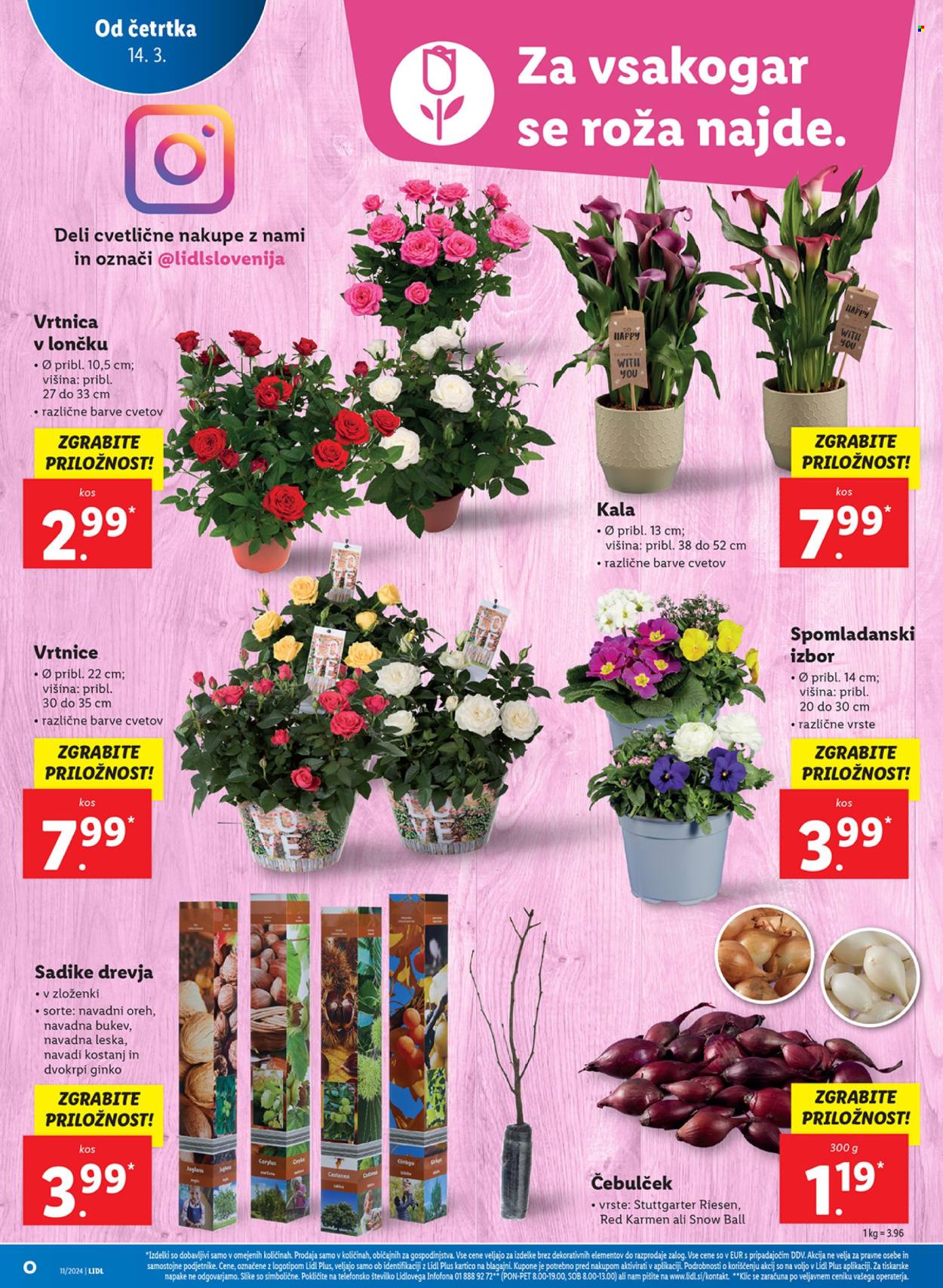 Lidl katalog - 14.3.2024 - 20.3.2024. Stran 12