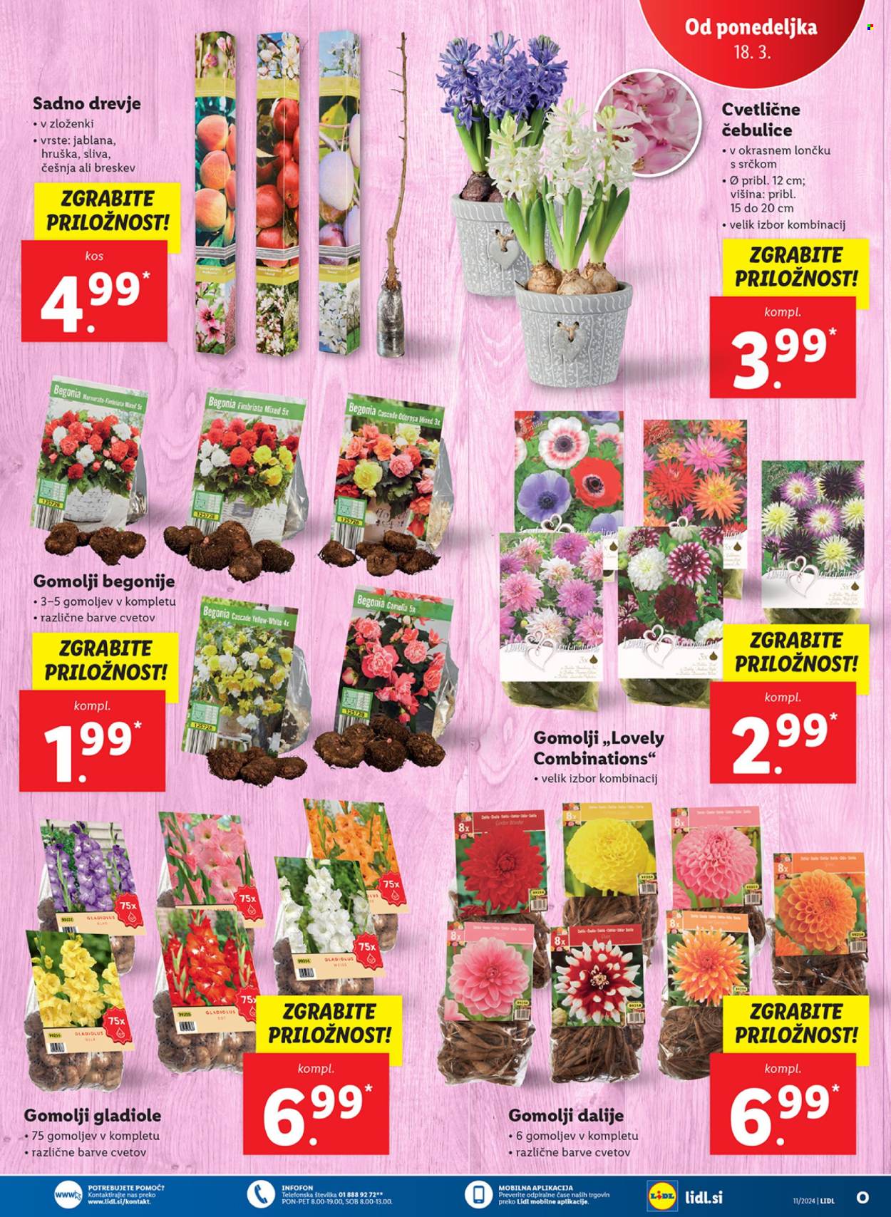Lidl katalog - 14.3.2024 - 20.3.2024. Stran 37