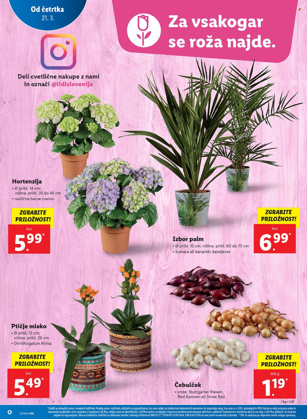 Lidl katalog - 21.3.2024 - 27.3.2024. Stran 10