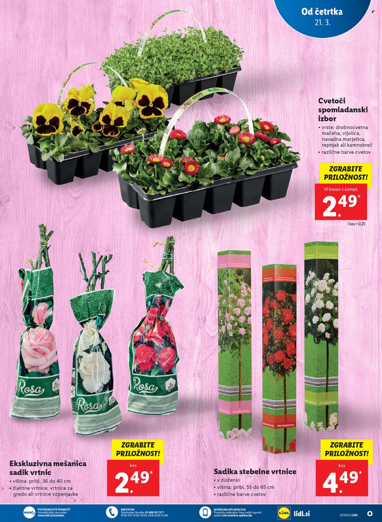Lidl katalog - 21.3.2024 - 27.3.2024. Stran 11
