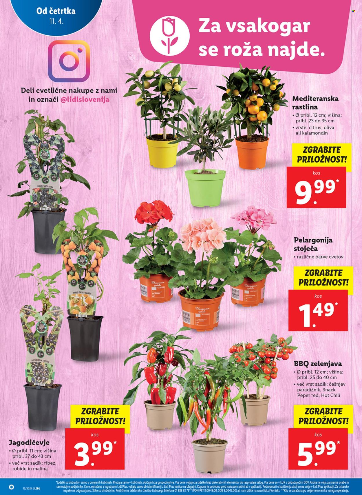 Lidl katalog - 11.4.2024 - 17.4.2024. Stran 6