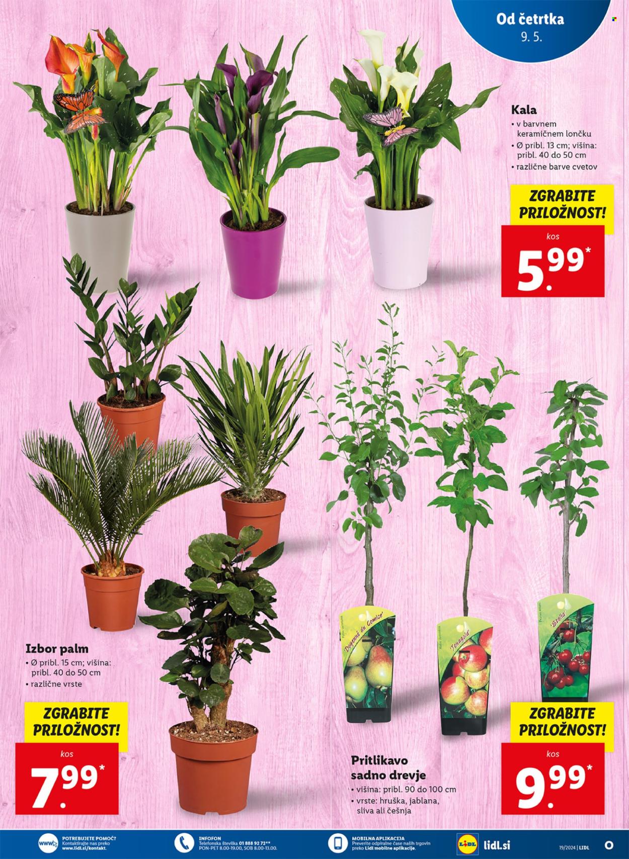 Lidl katalog - 9.5.2024 - 15.5.2024. Stran 7