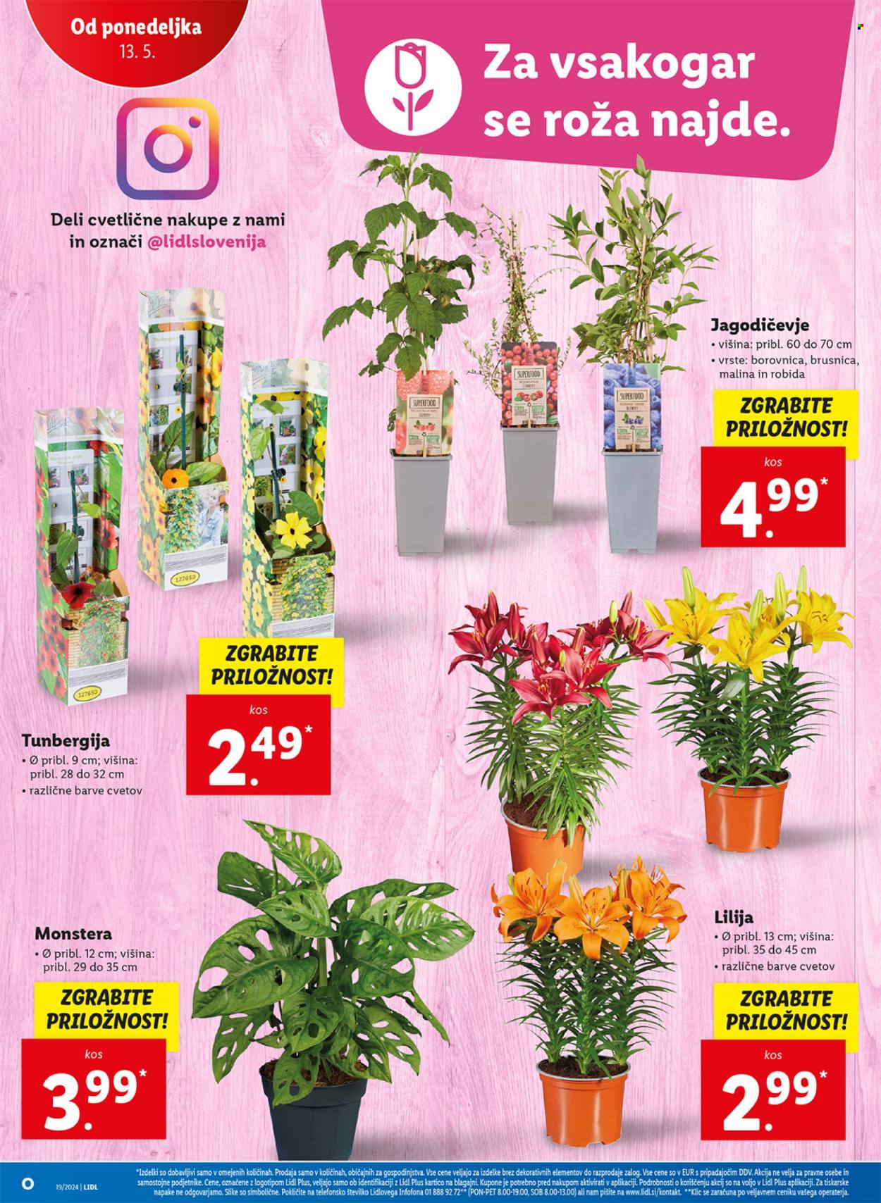 Lidl katalog - 9.5.2024 - 15.5.2024. Stran 38