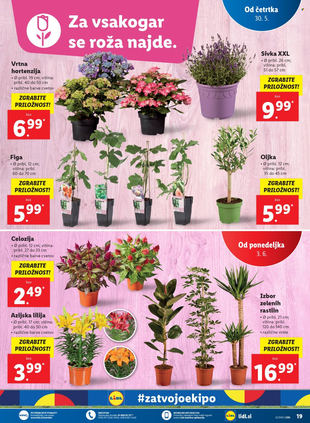 Lidl katalog - 30.5.2024 - 5.6.2024. Stran 33