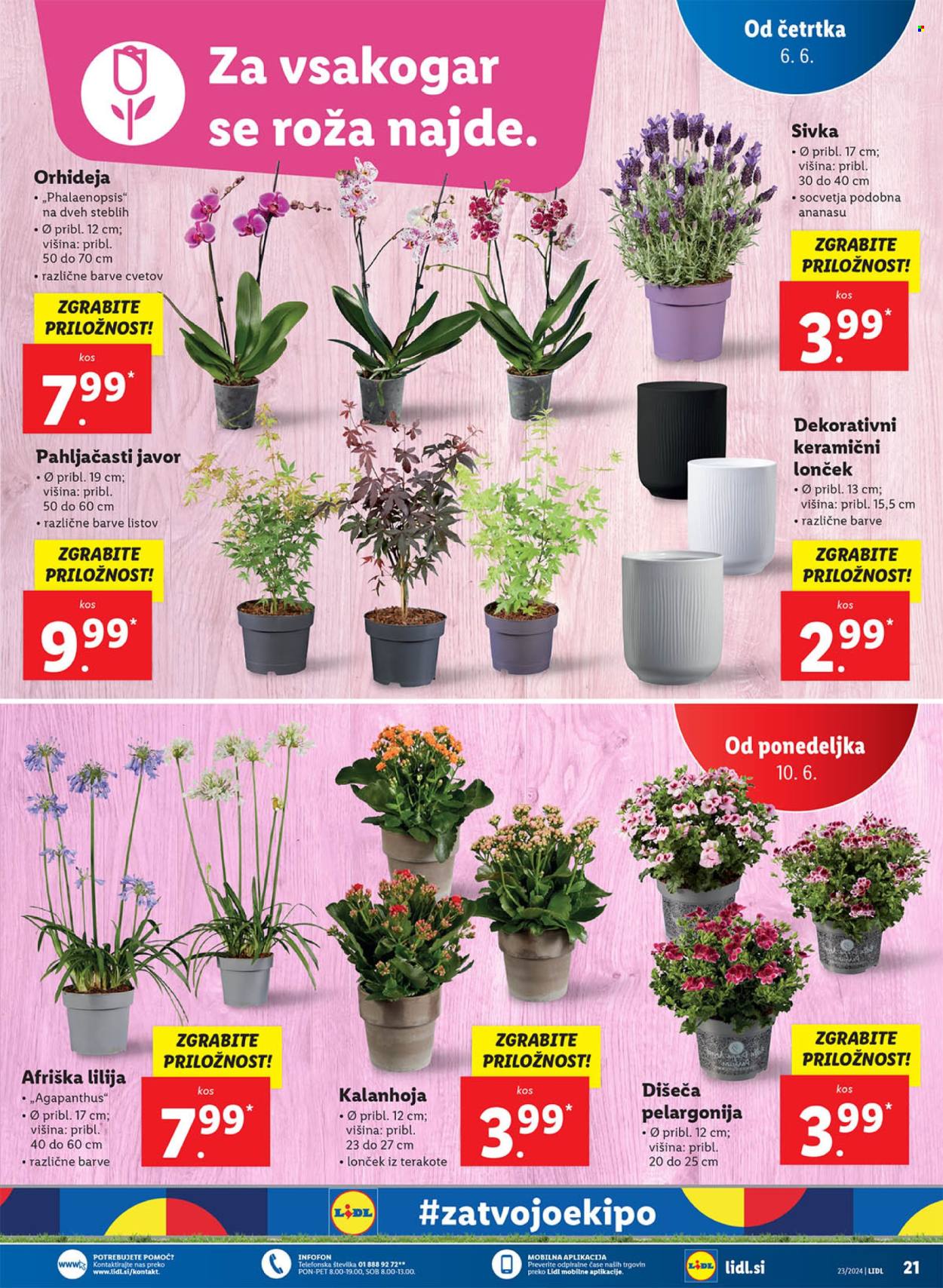 Lidl katalog - 6.6.2024 - 12.6.2024. Stran 37
