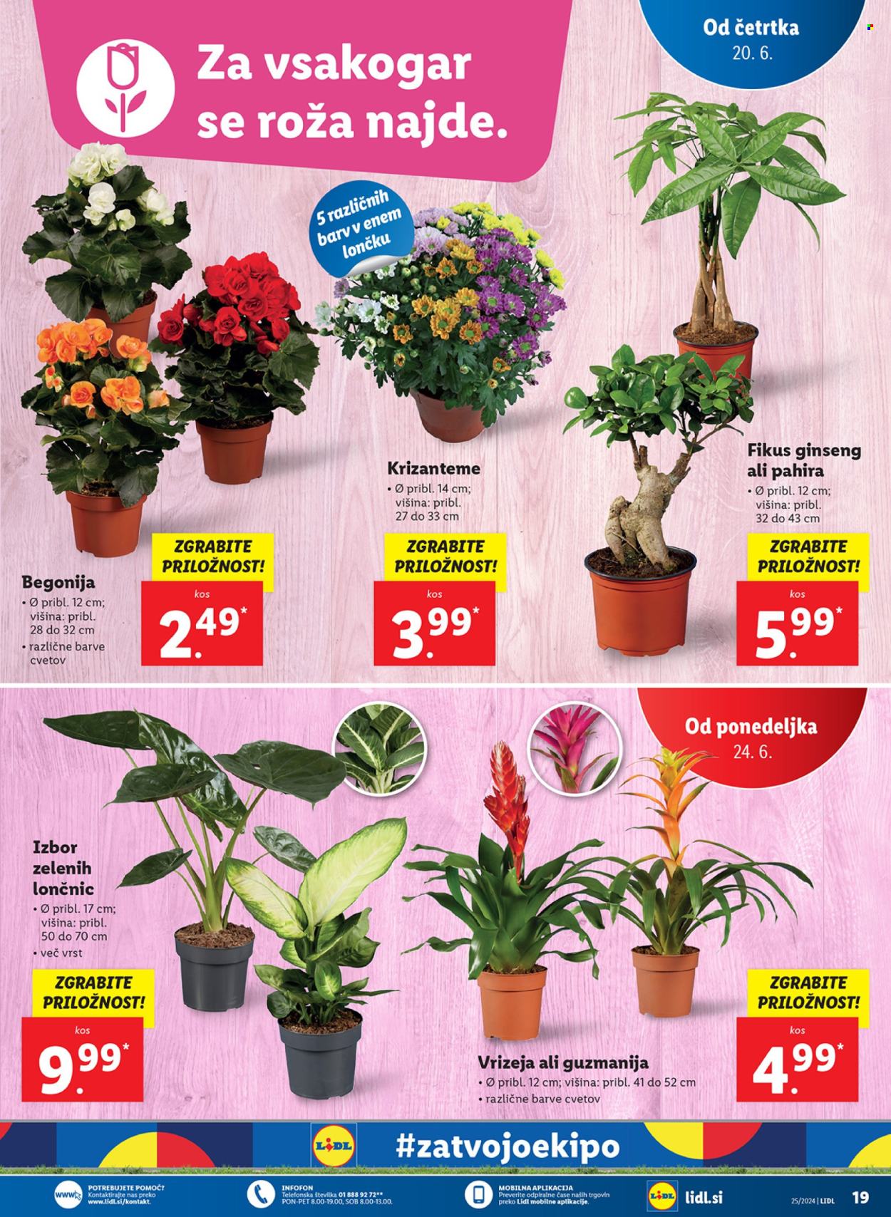 Lidl katalog - 20.6.2024 - 26.6.2024. Stran 33