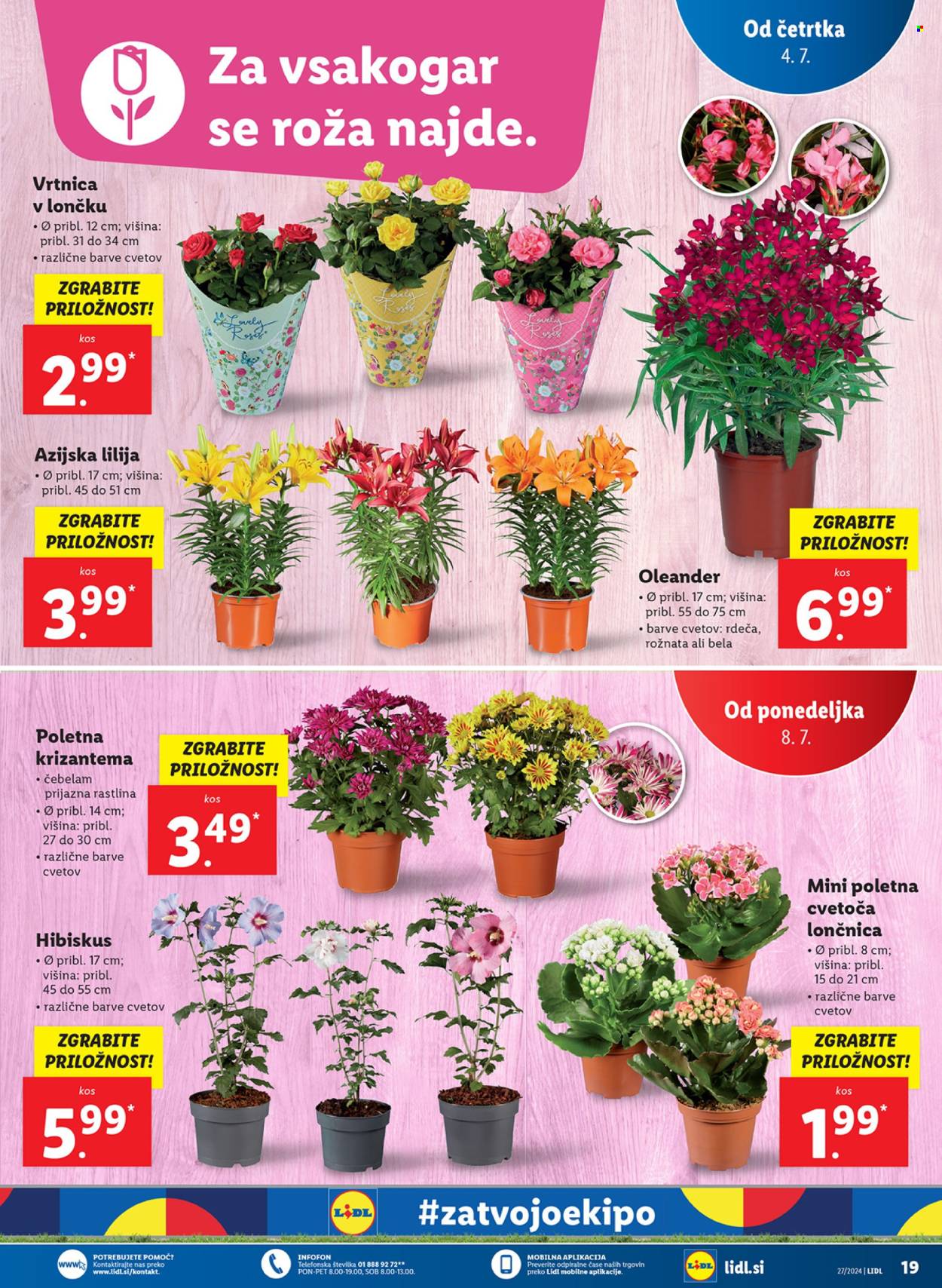 Lidl katalog - 4.7.2024 - 10.7.2024. Stran 37