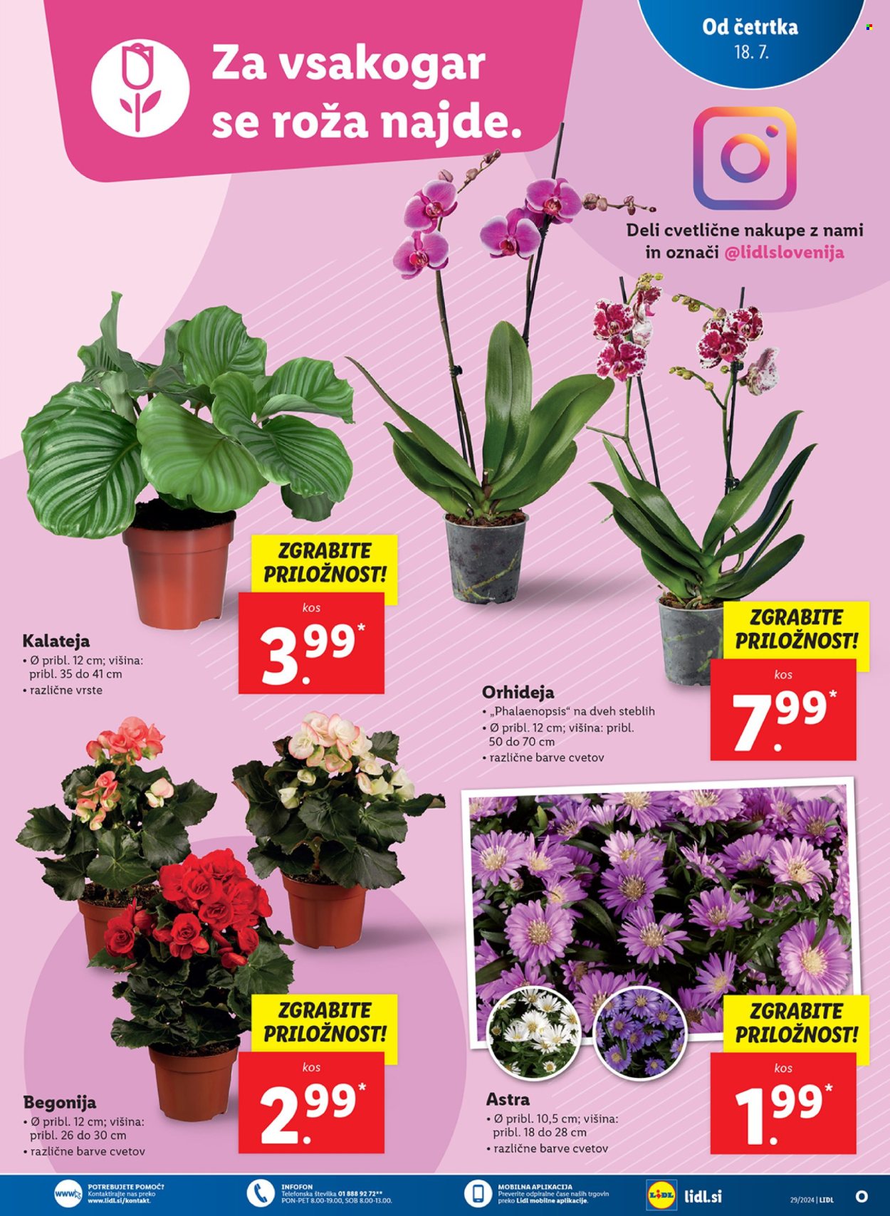 Lidl katalog - 18.7.2024 - 24.7.2024. Stran 5