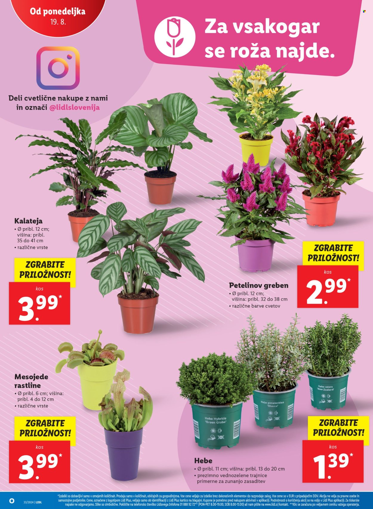 Lidl katalog - 14.8.2024 - 21.8.2024. Stran 32