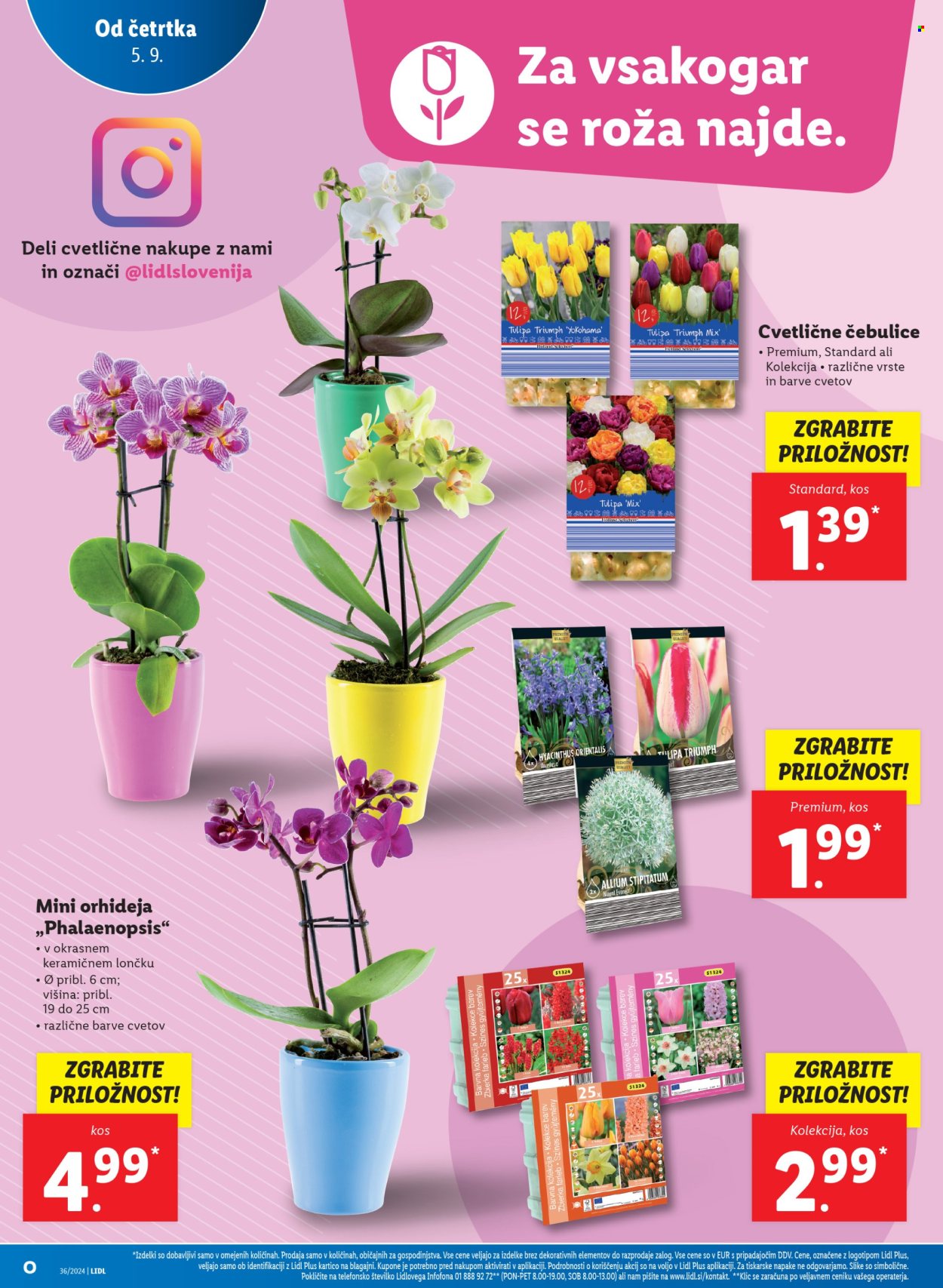 Lidl katalog - 5.9.2024 - 11.9.2024. Stran 8