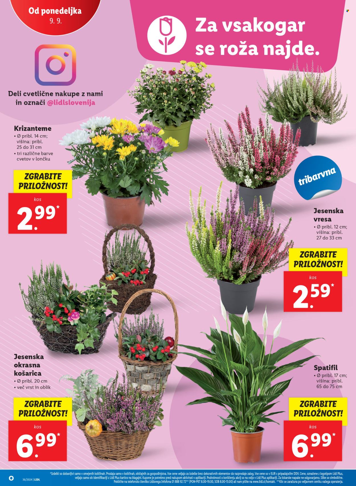 Lidl katalog - 5.9.2024 - 11.9.2024. Stran 36