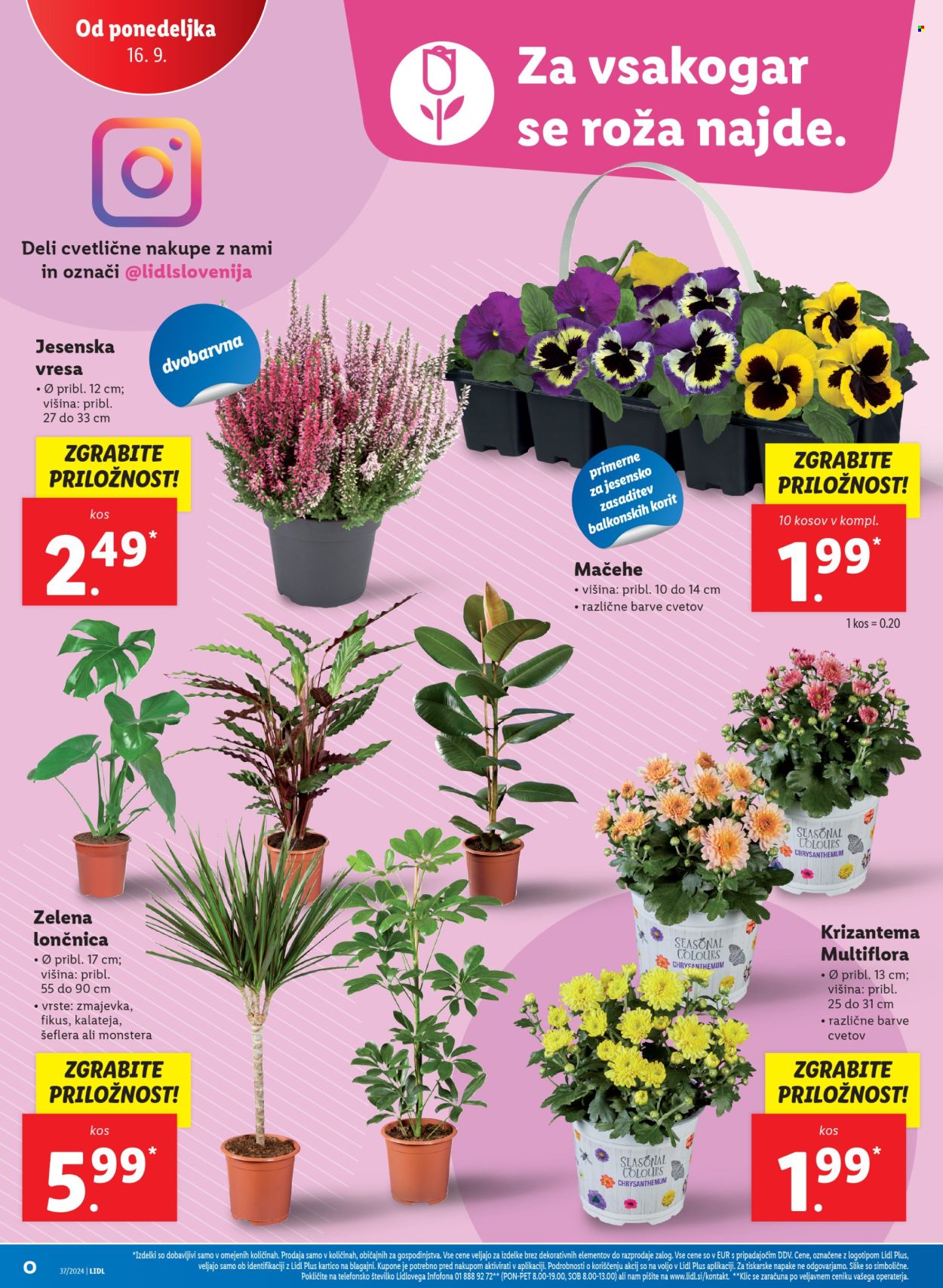 Lidl katalog - 12.9.2024 - 18.9.2024. Stran 36