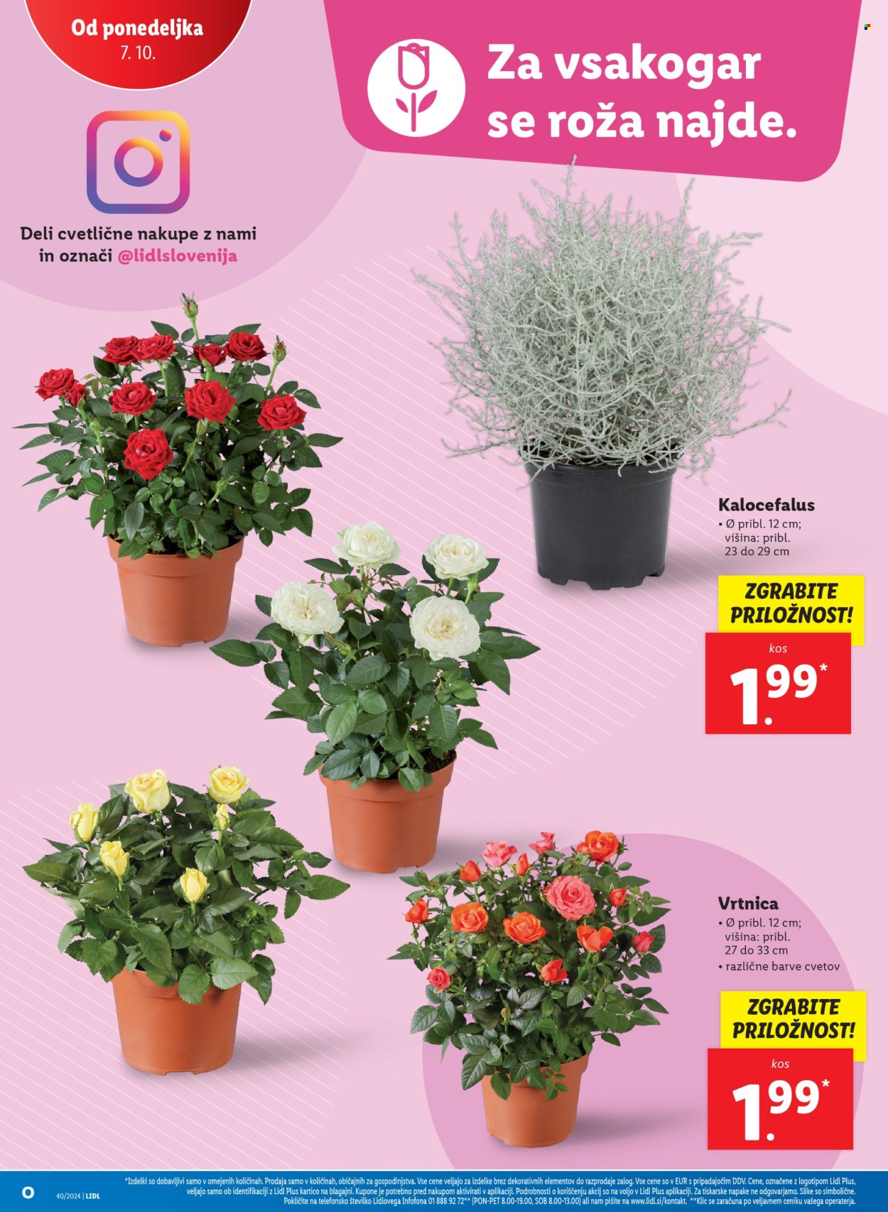 Lidl katalog - 3.10.2024 - 9.10.2024. Stran 42
