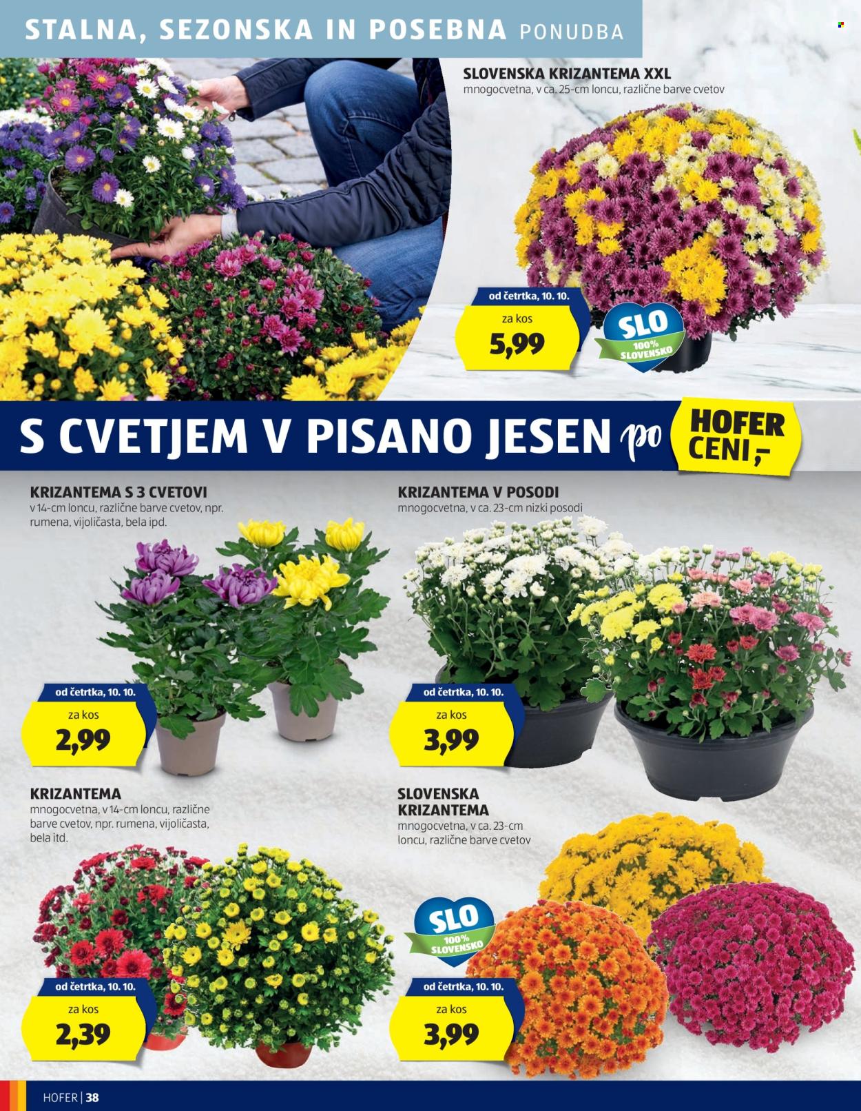 Hofer katalog - 3.10.2024 - 12.10.2024. Stran 38