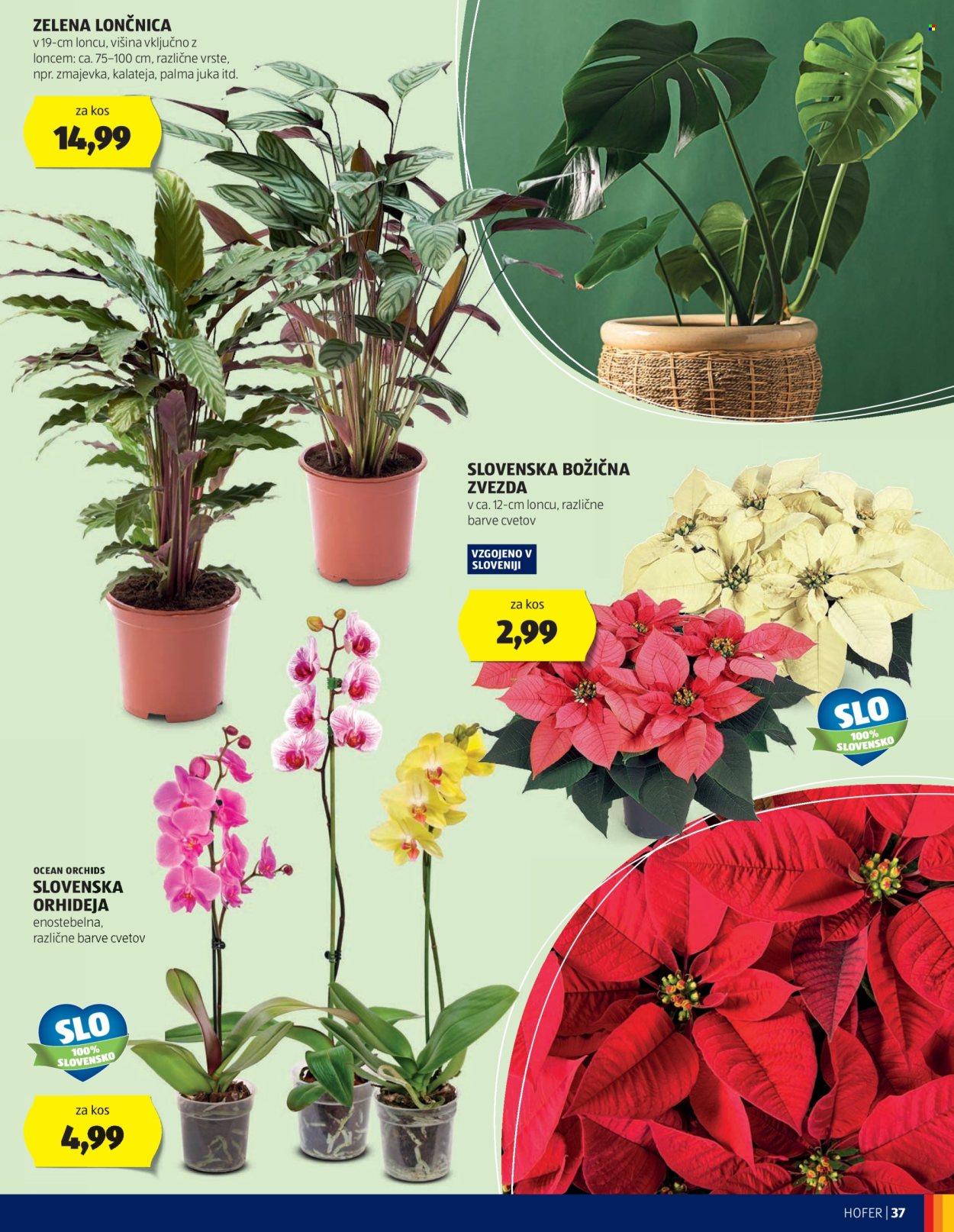 Hofer katalog - 24.10.2024 - 2.11.2024. Stran 37