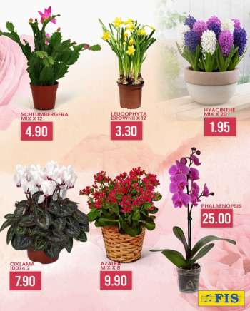 thumbnail - SCHLUMBERGERA MIX X 12