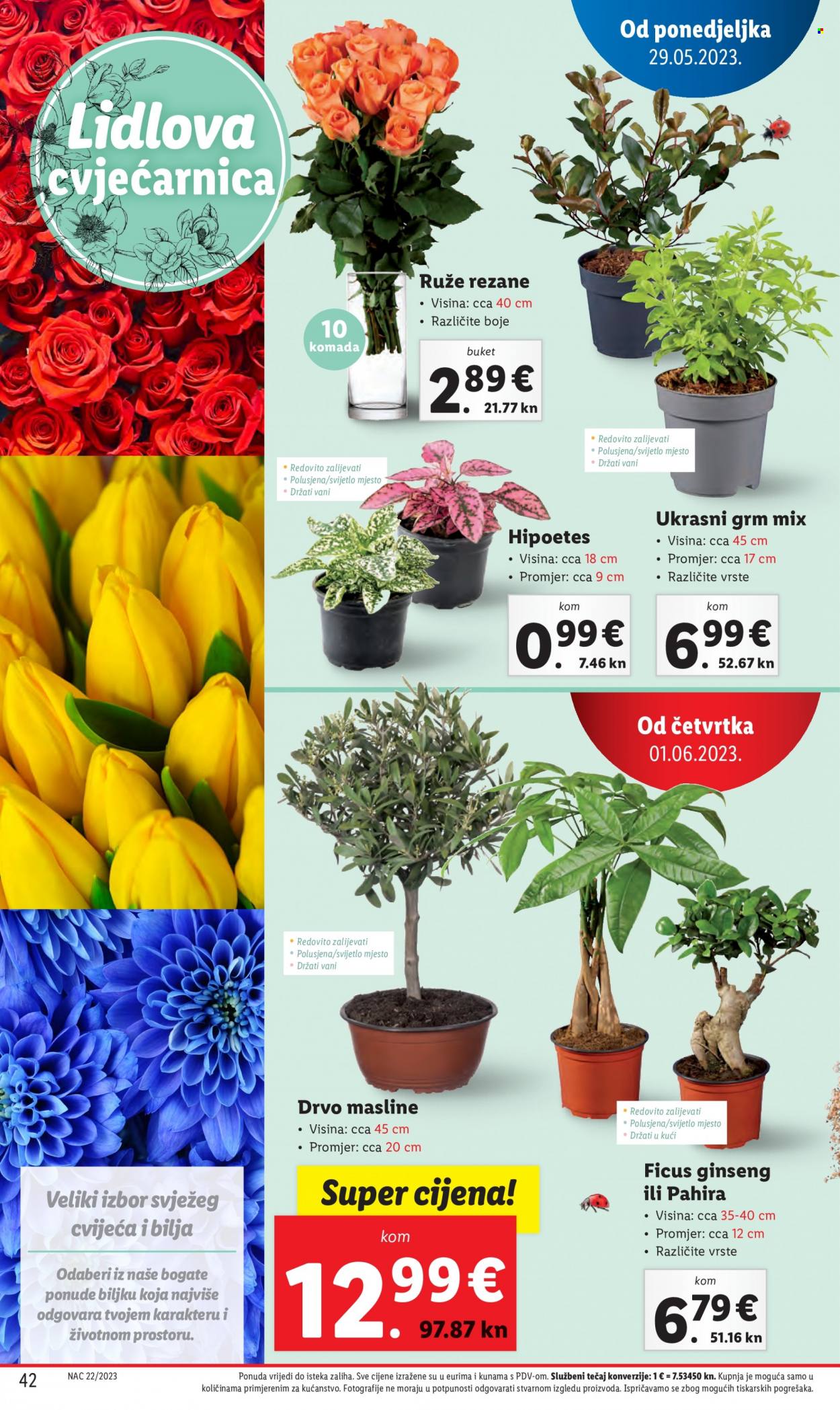 Lidl katalog - 29.05.2023. - 04.06.2023. Stranica 42