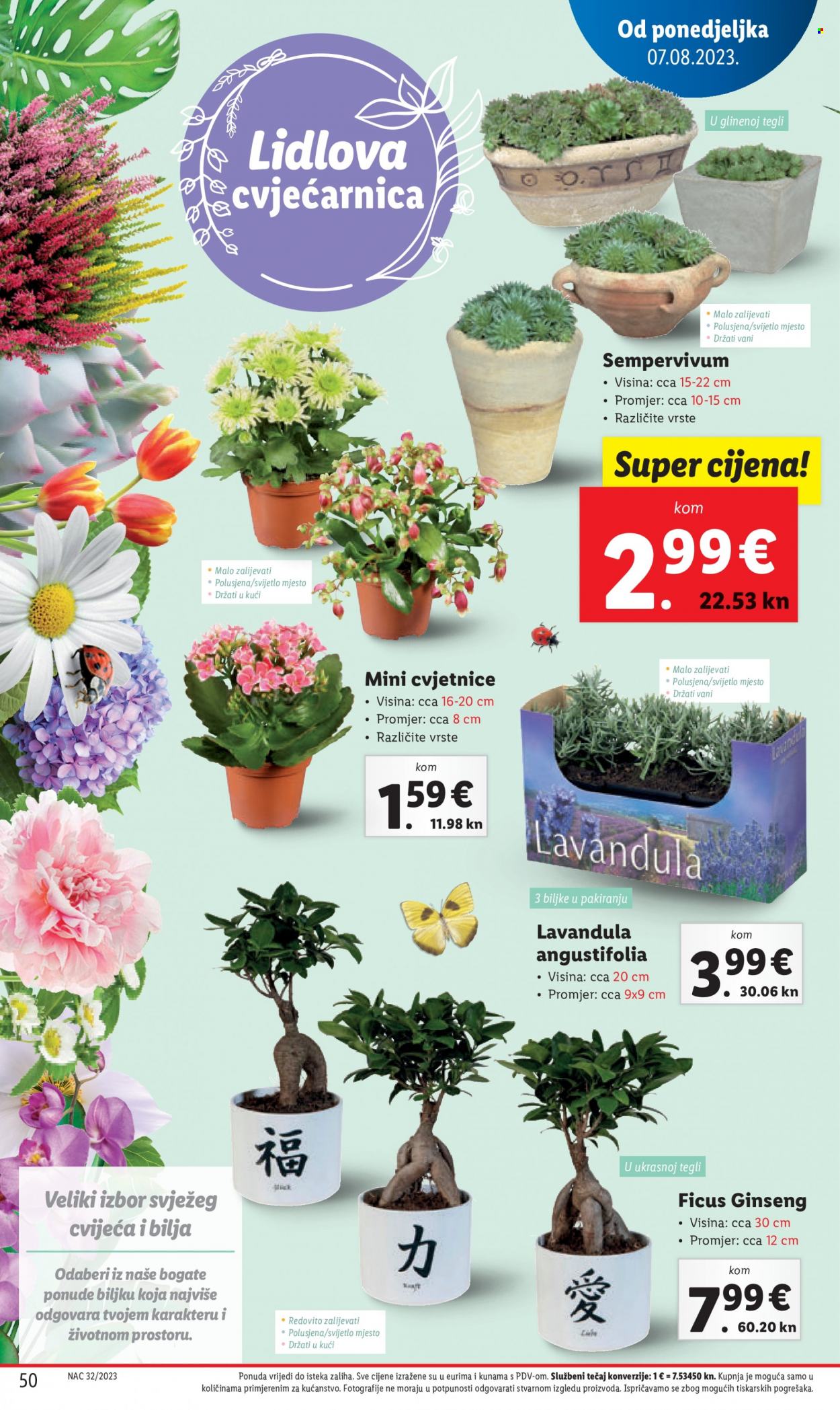 Lidl katalog - 07.08.2023. - 14.08.2023. Stranica 50