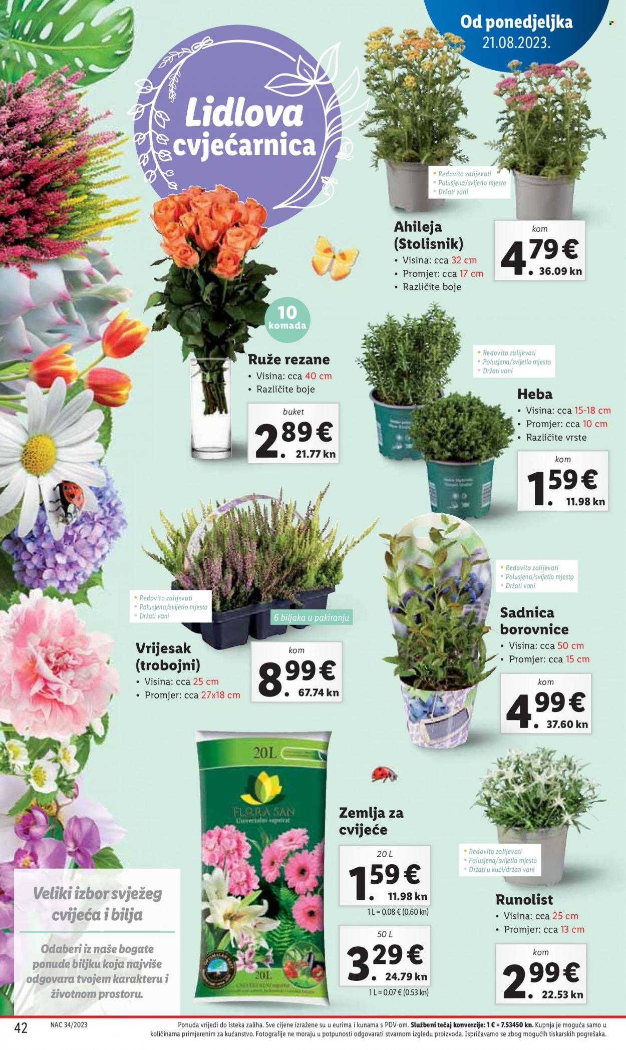 Lidl katalog - 21.08.2023. - 27.08.2023. Stranica 42
