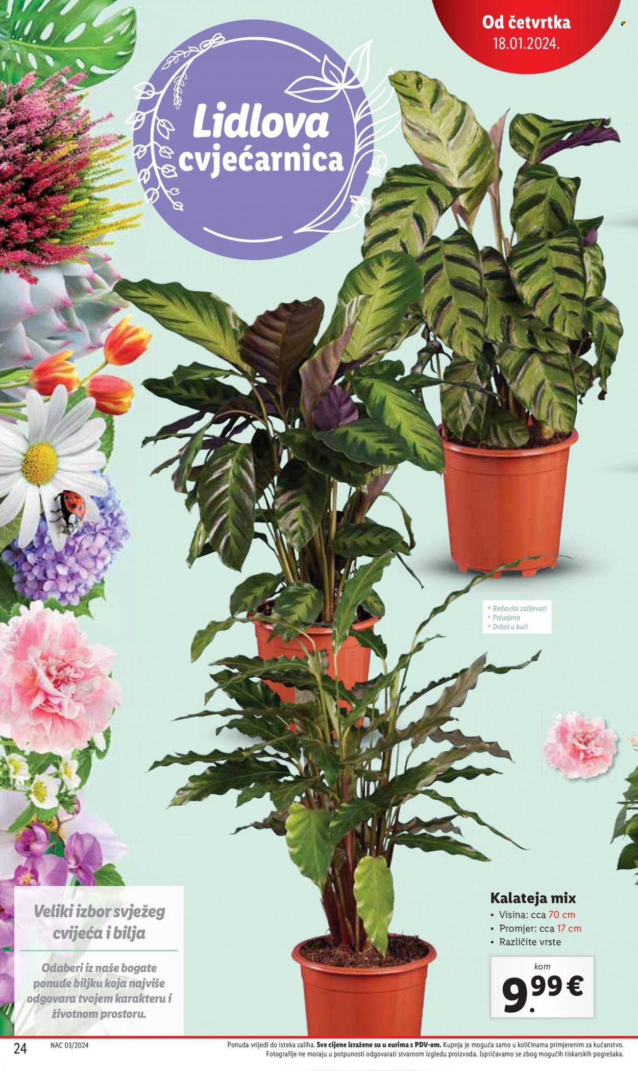 Lidl katalog - 18.01.2024. - 20.01.2024. Stranica 24