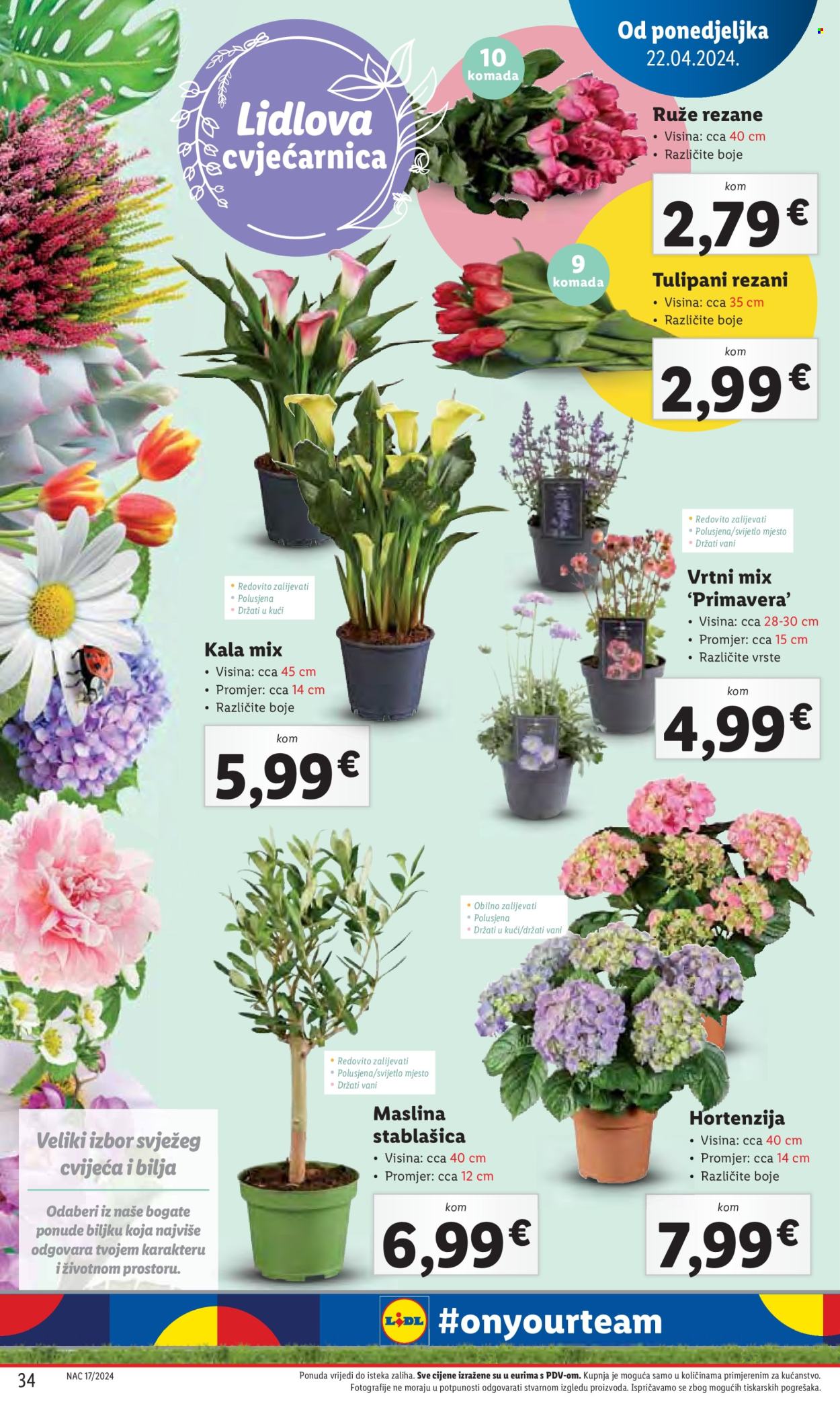 Lidl katalog - 22.04.2024. - 28.04.2024. Stranica 34