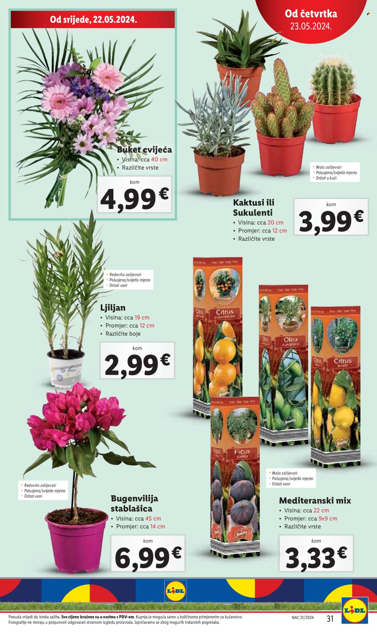 Lidl katalog - 20.05.2024. - 26.05.2024. Stranica 31