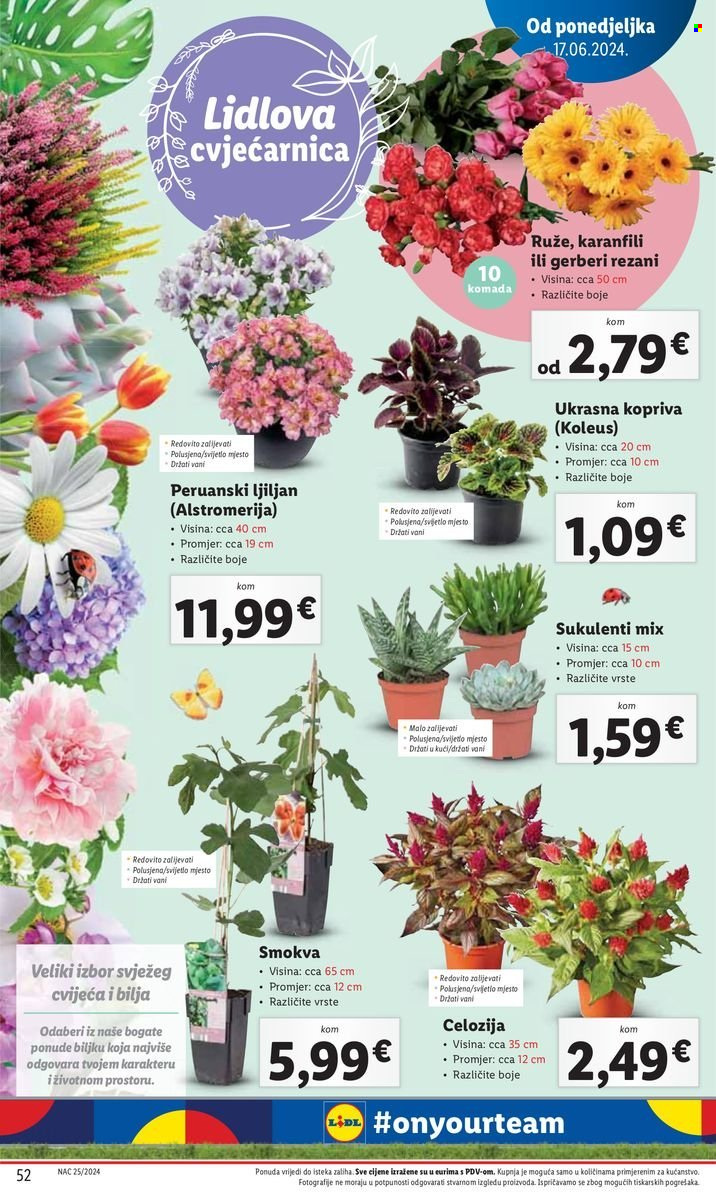 Lidl katalog - 17.06.2024. - 23.06.2024. Stranica 54