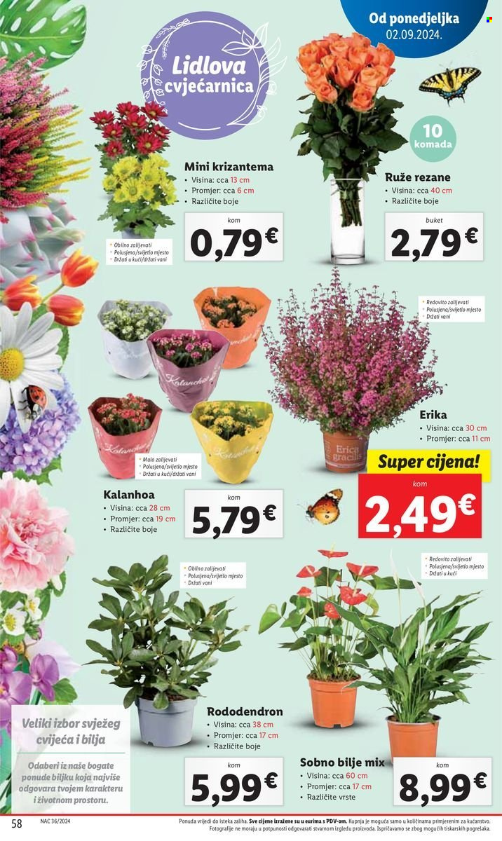 Lidl katalog - 02.09.2024. - 08.09.2024. Stranica 58